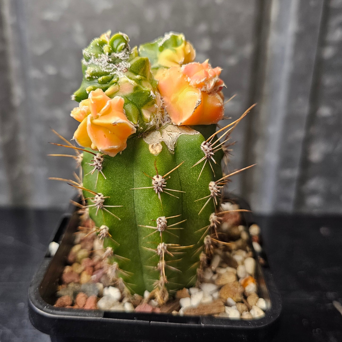 Astrophytum myriostigma cv. Hekiran Nishiki (Japan)