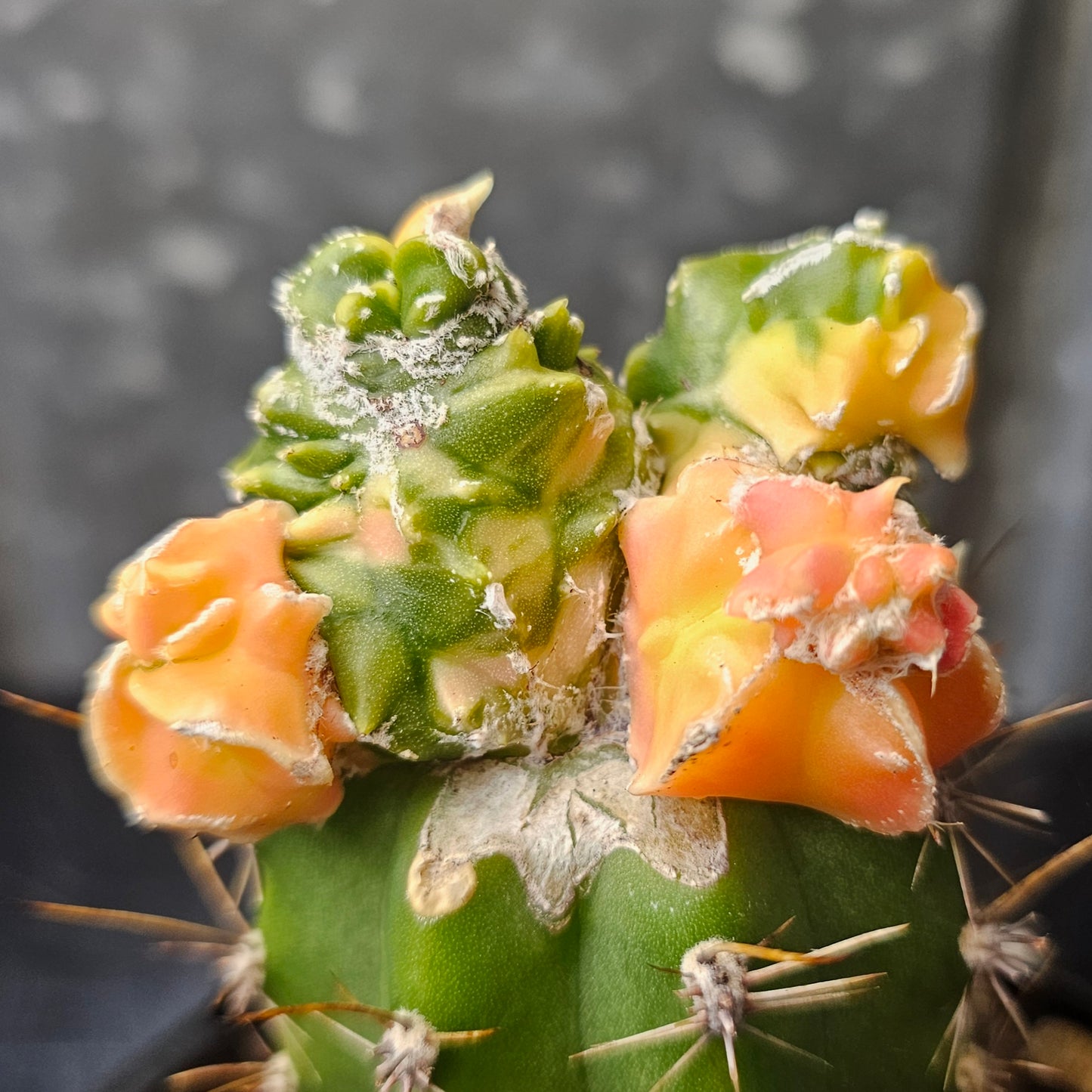 Astrophytum myriostigma cv. Hekiran Nishiki (Japan)