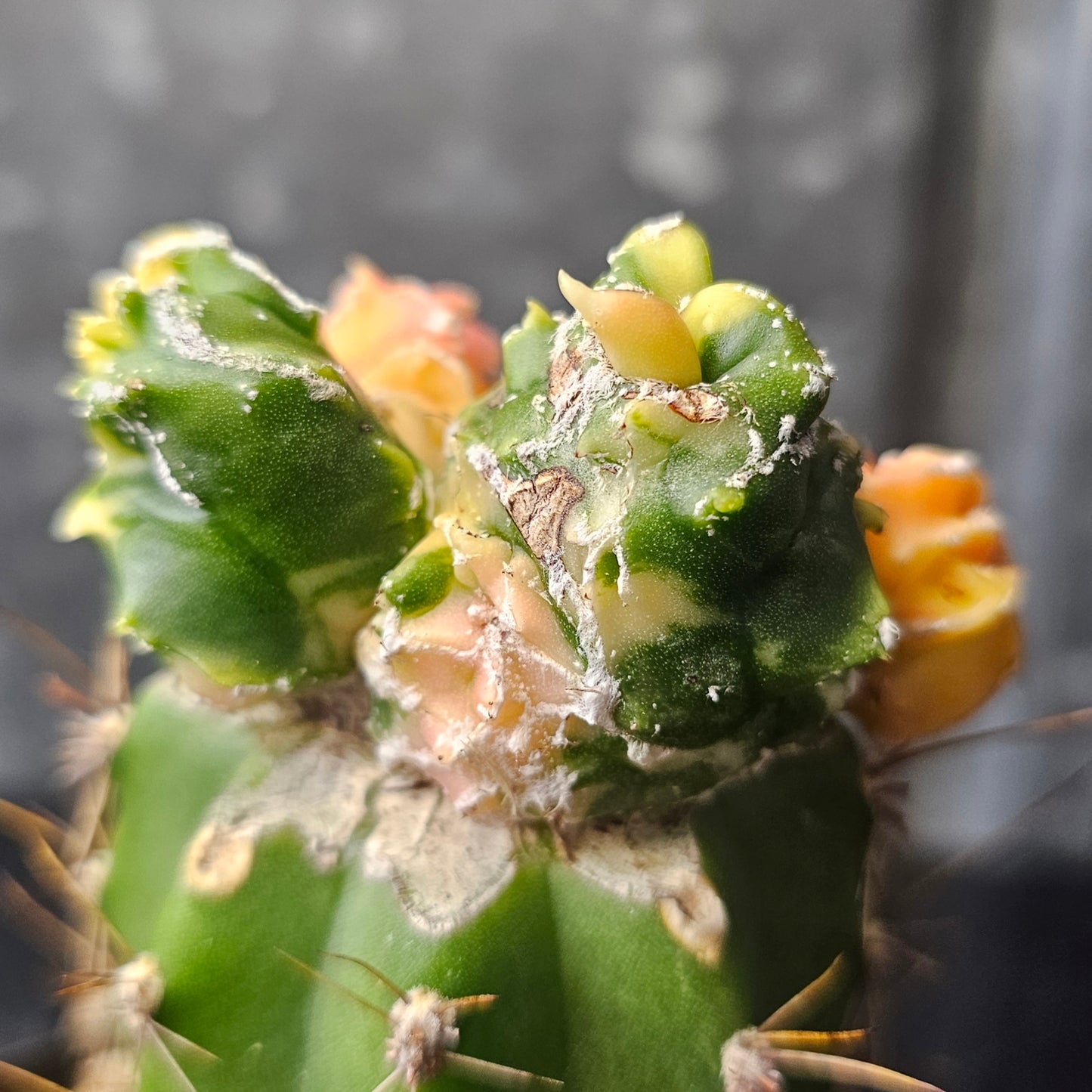 Astrophytum myriostigma cv. Hekiran Nishiki (Japan)