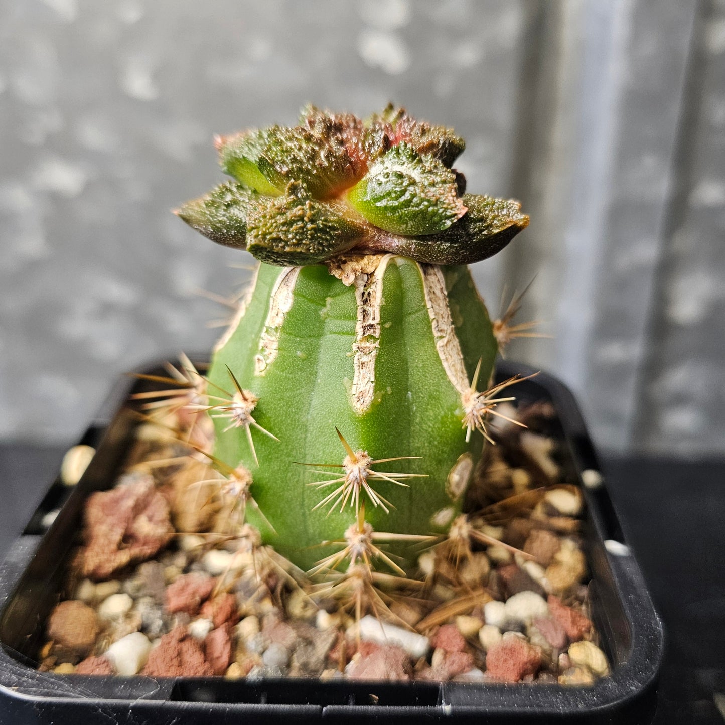 Ariocarpus lloydii × Godzilla