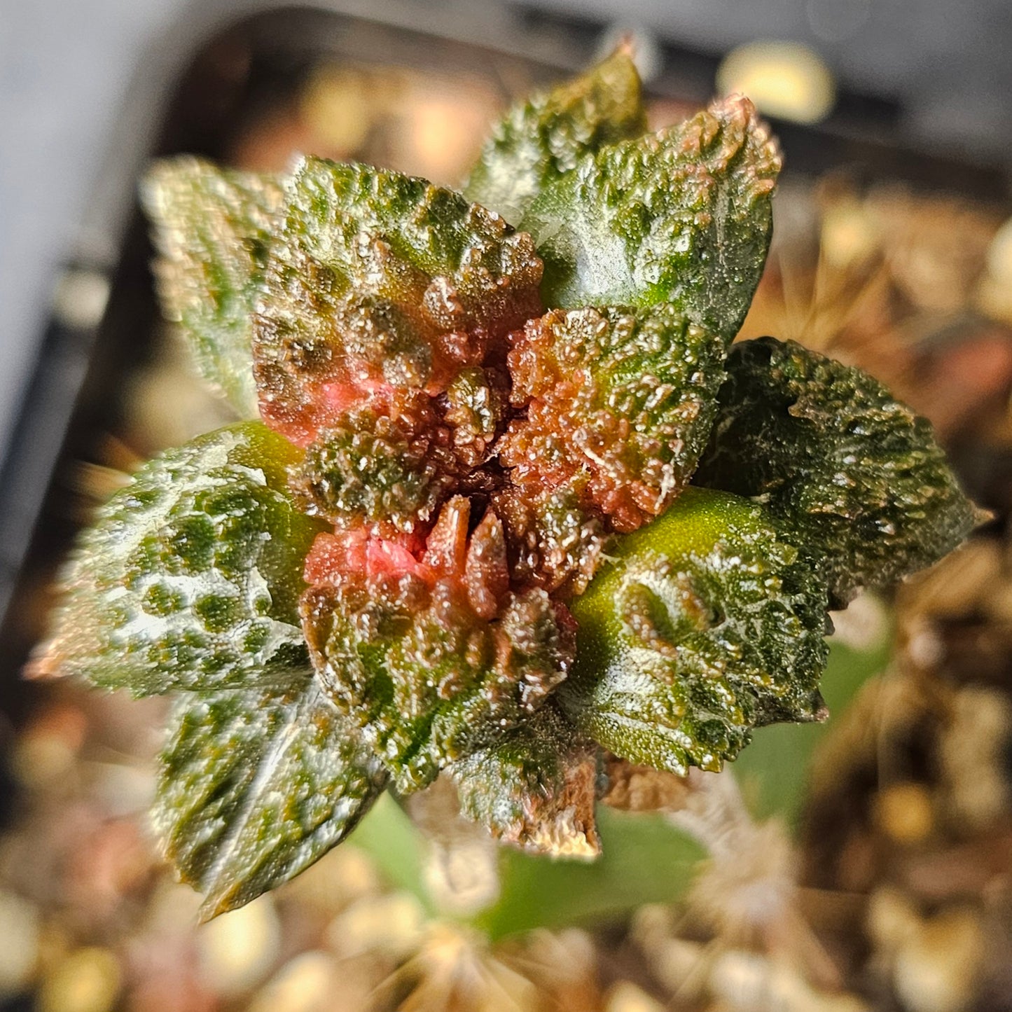 Ariocarpus lloydii × Godzilla