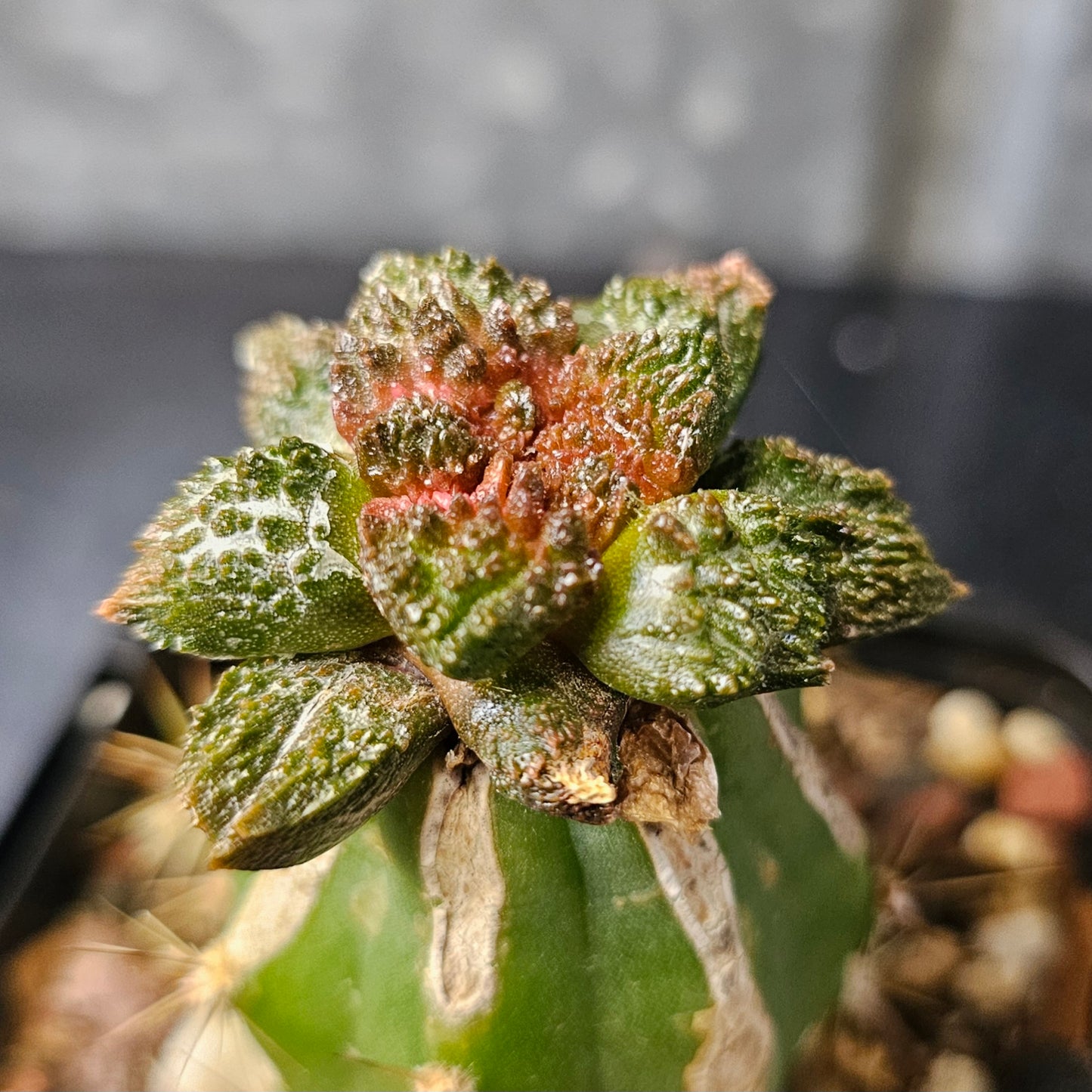 Ariocarpus lloydii × Godzilla