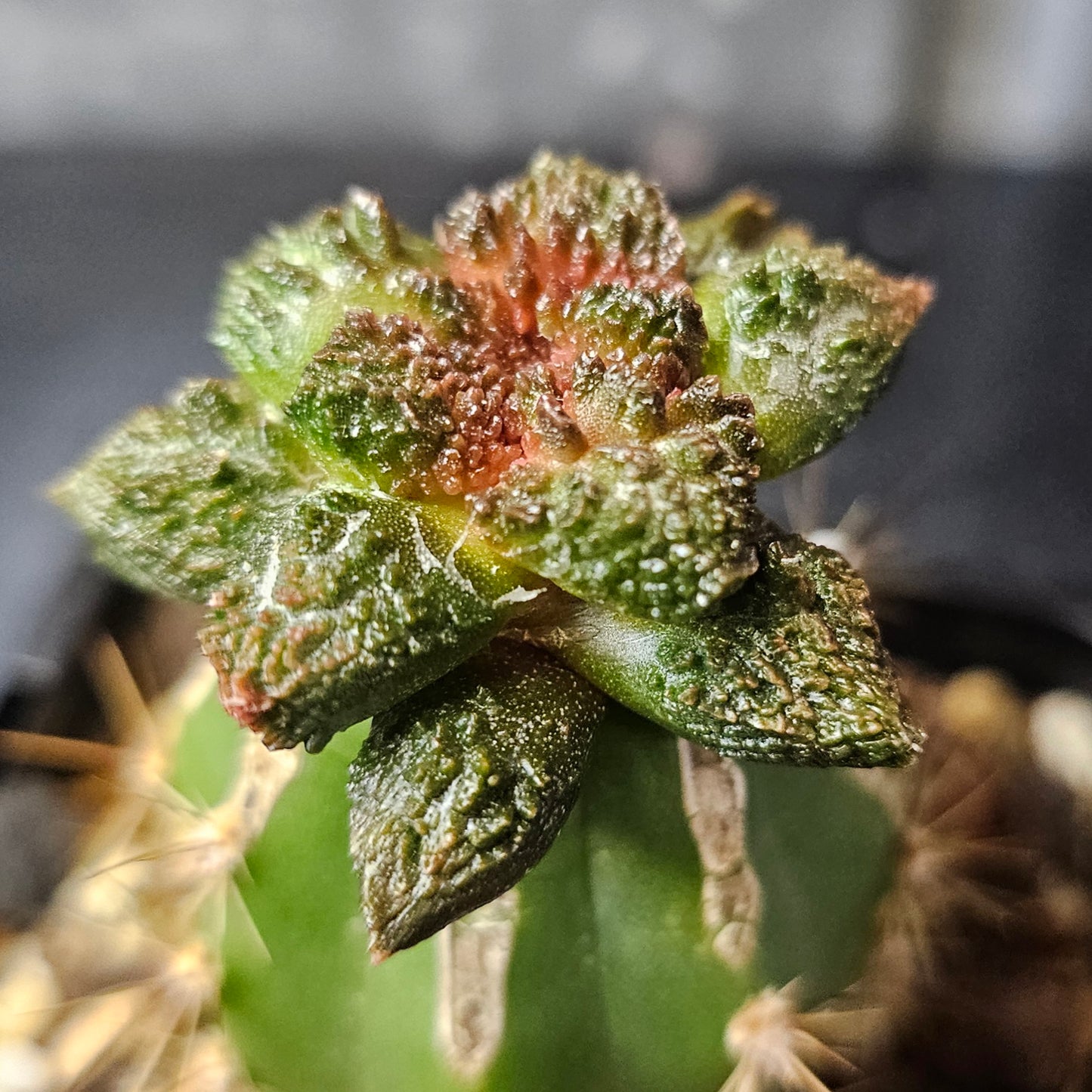 Ariocarpus lloydii × Godzilla