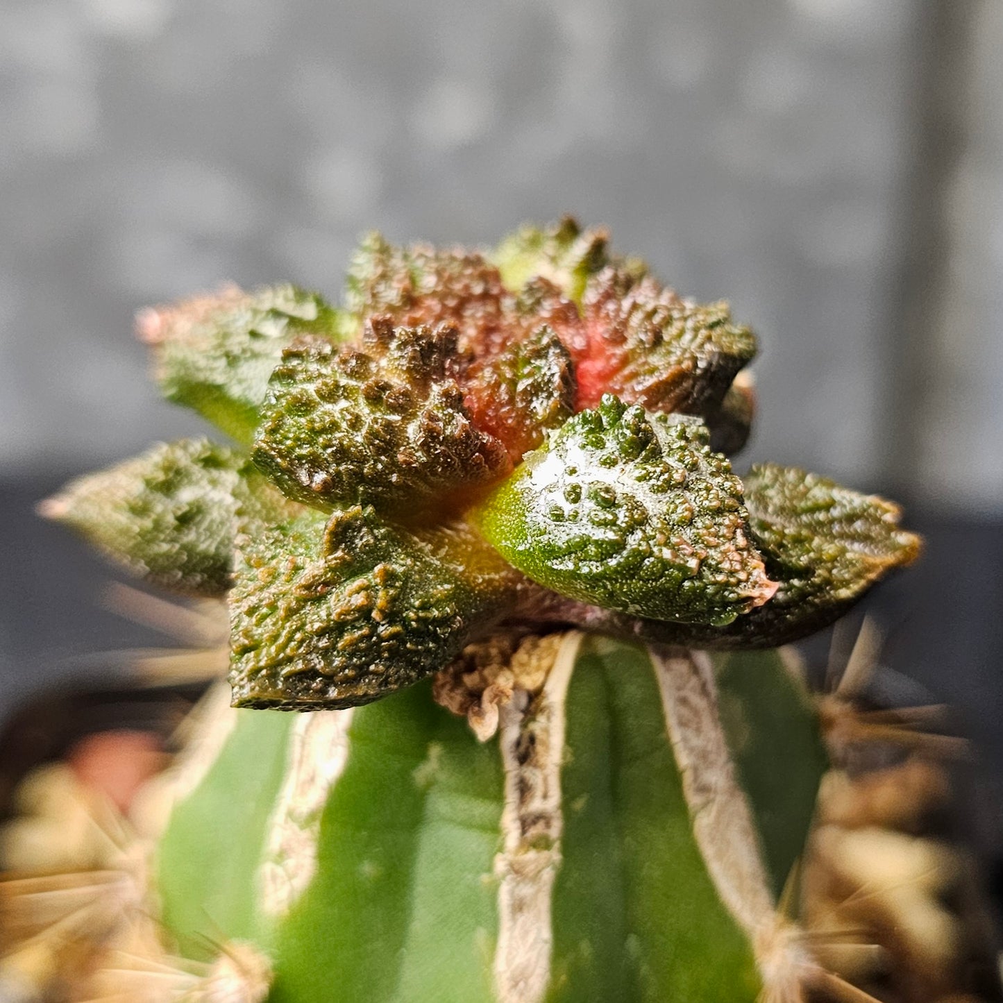 Ariocarpus lloydii × Godzilla