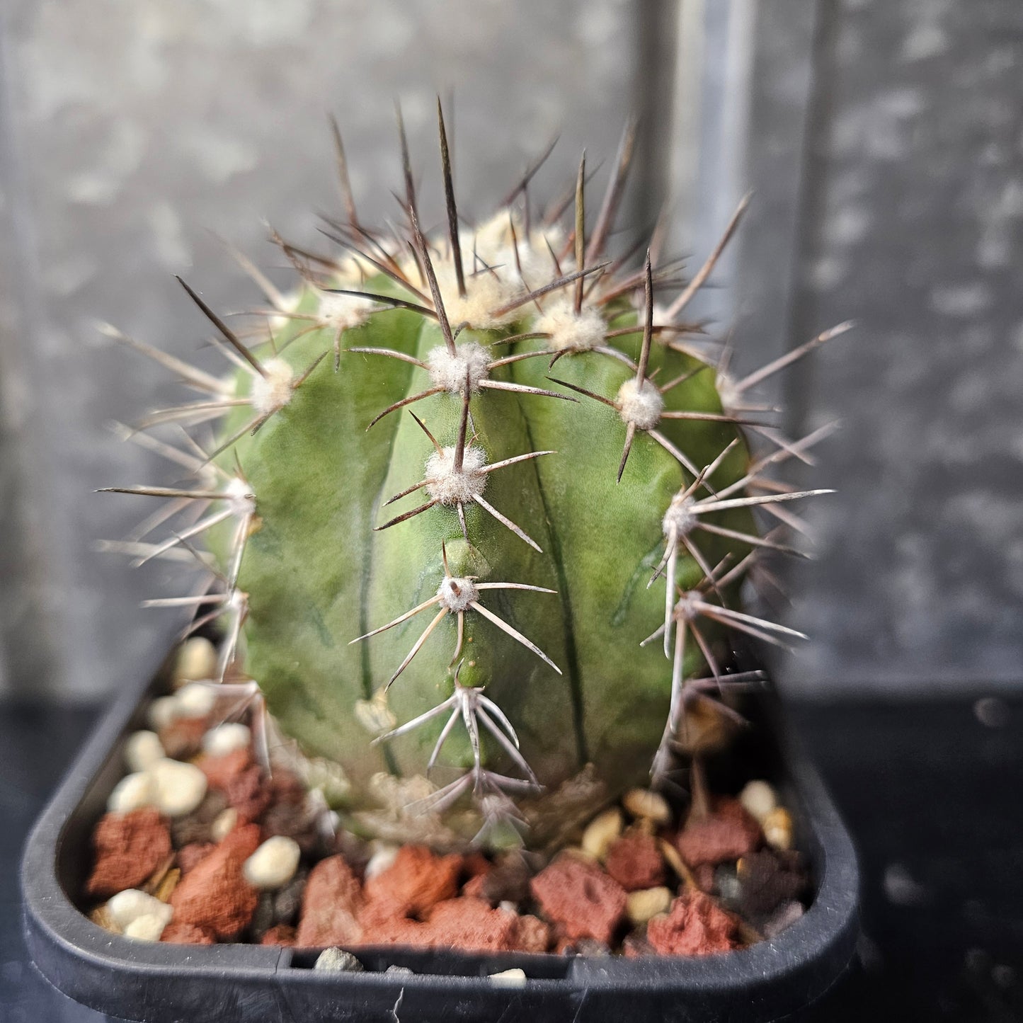 Copiapoa megarhiza echinata