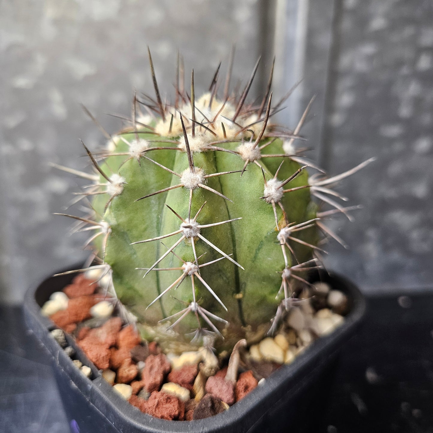 Copiapoa megarhiza echinata