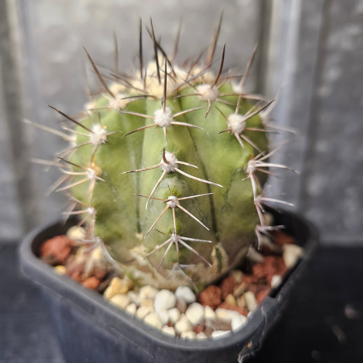 Copiapoa megarhiza echinata