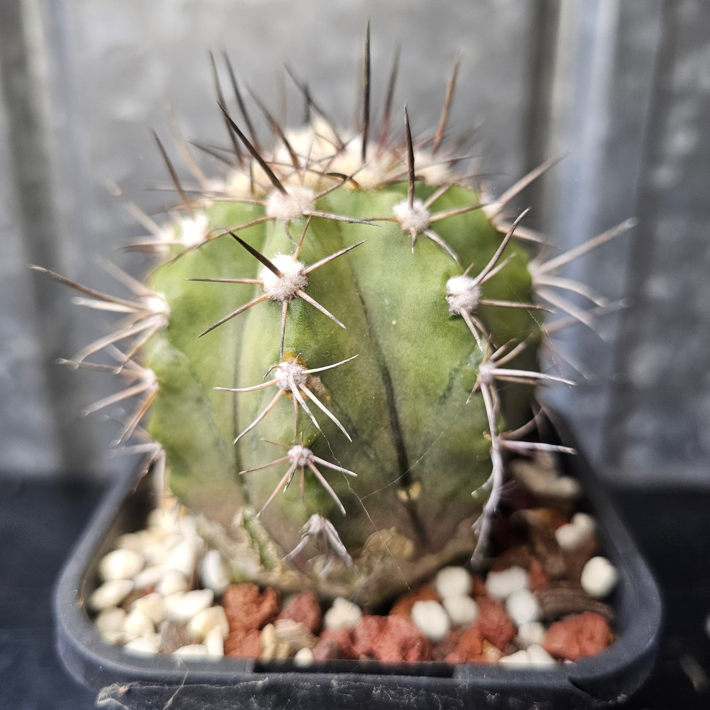 Copiapoa megarhiza echinata