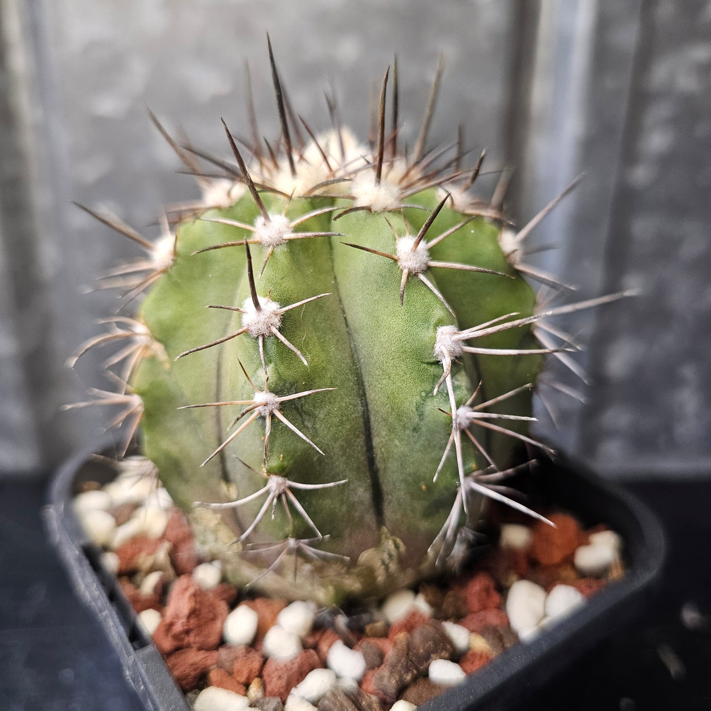 Copiapoa megarhiza echinata