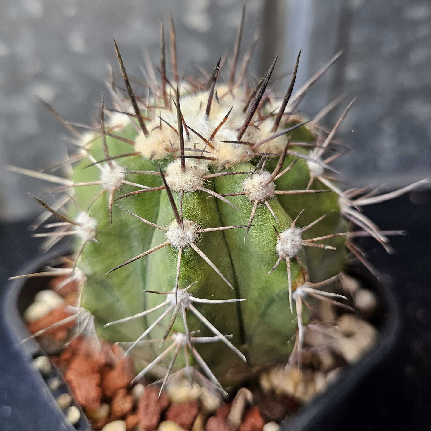 Copiapoa megarhiza echinata
