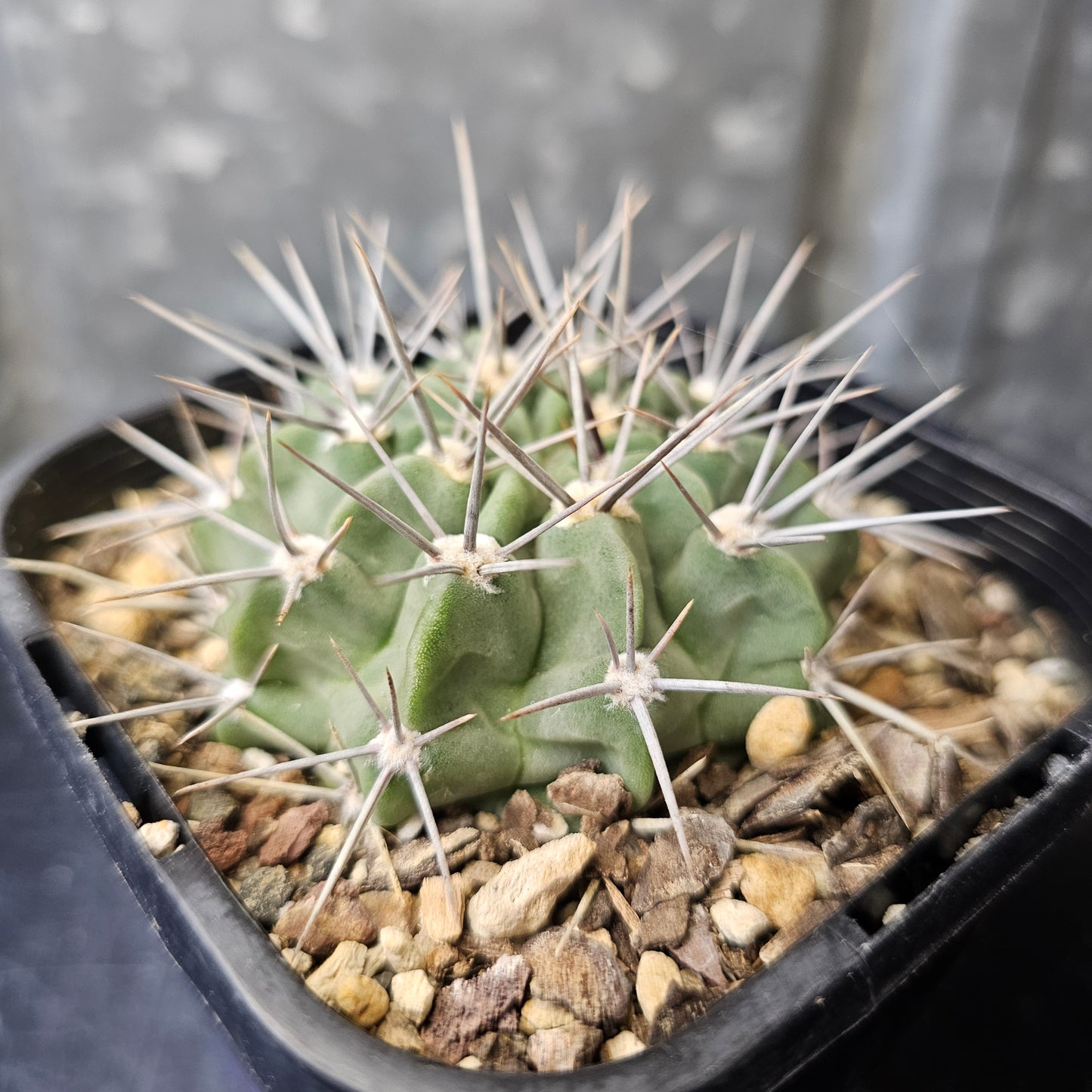 Gymnocalycium valnicekianum