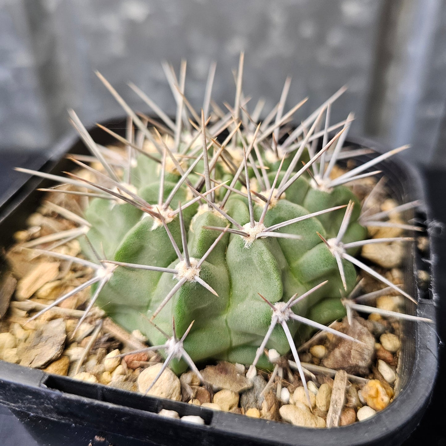 Gymnocalycium valnicekianum