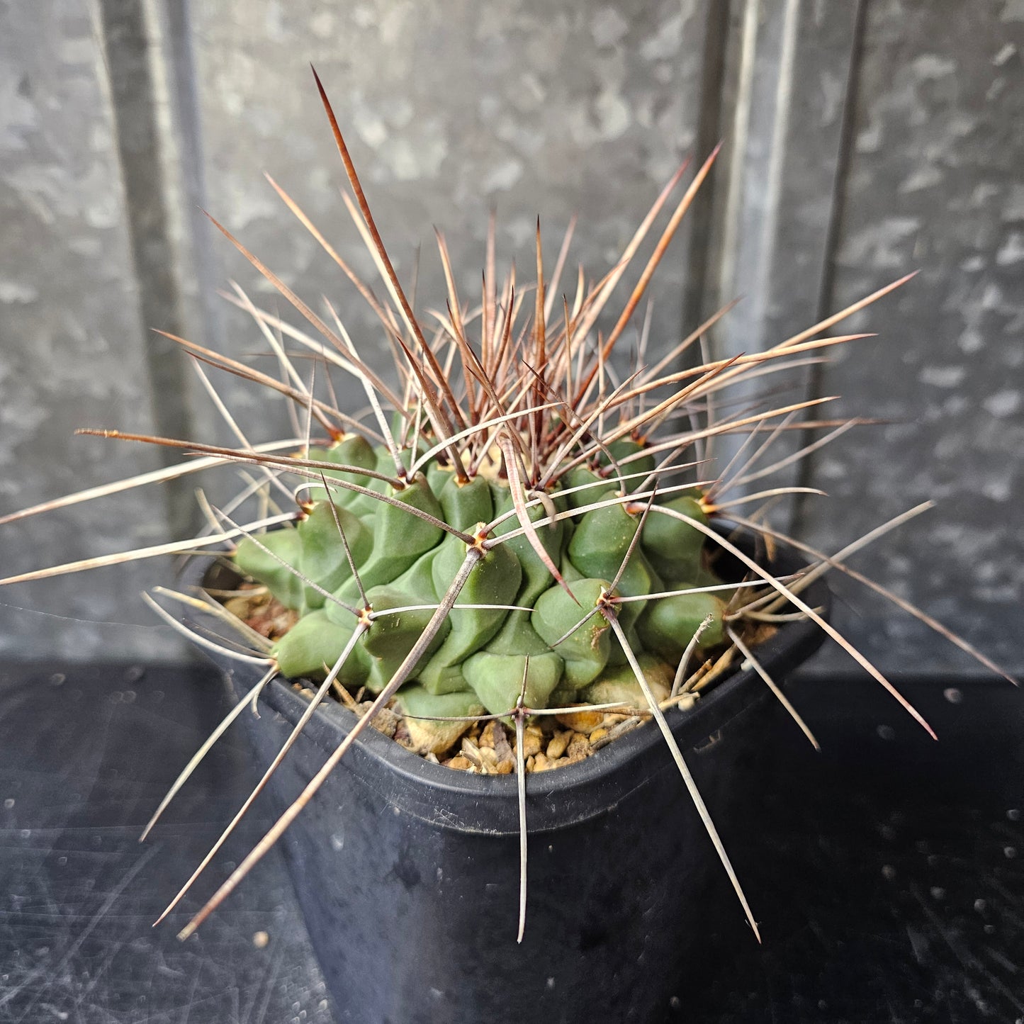 Thelocactus lophothele