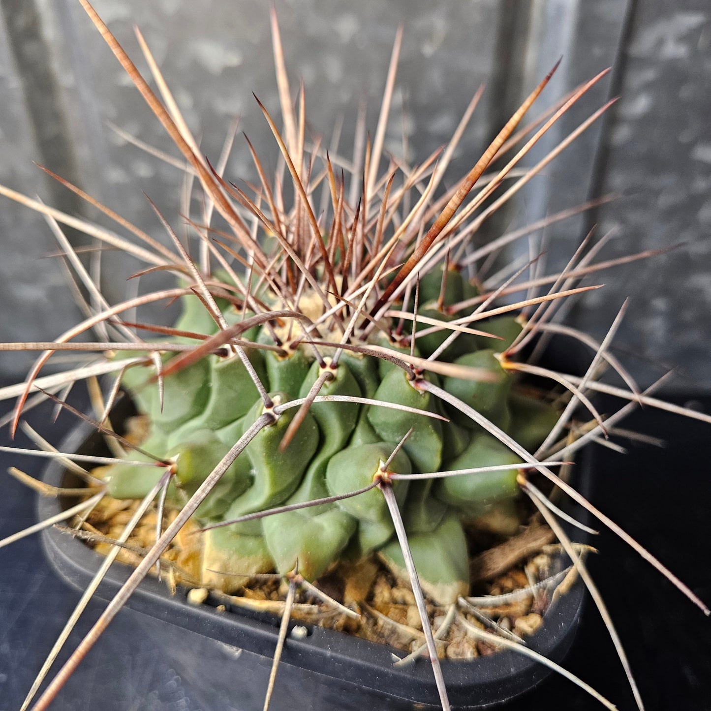 Thelocactus lophothele