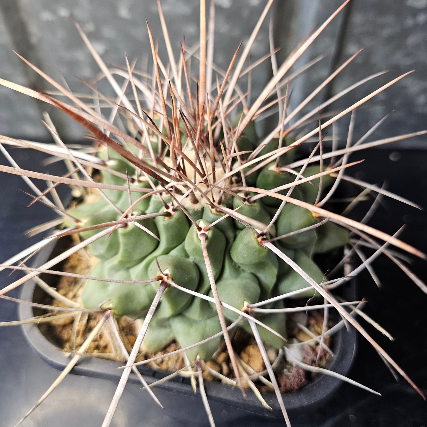 Thelocactus lophothele