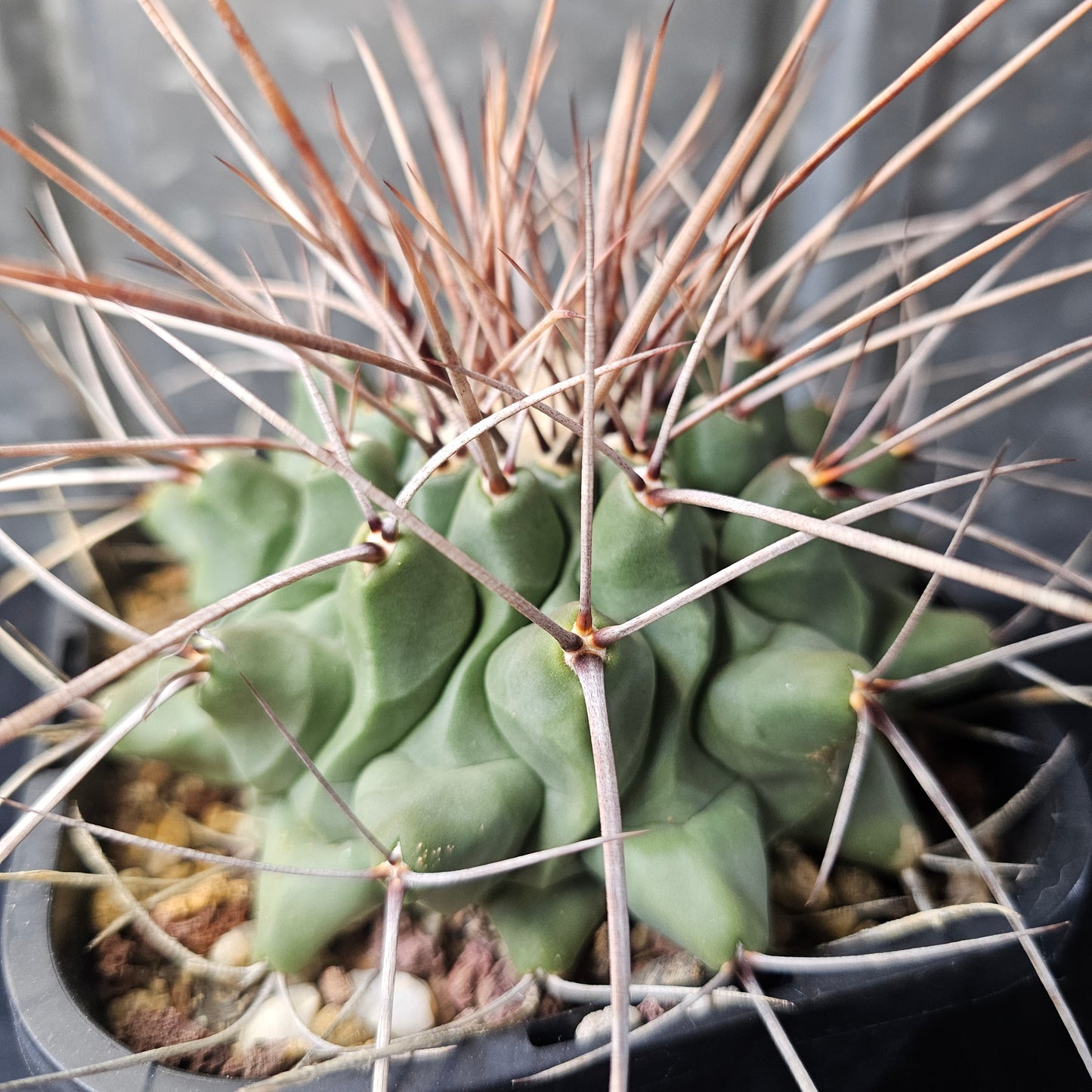 Thelocactus lophothele