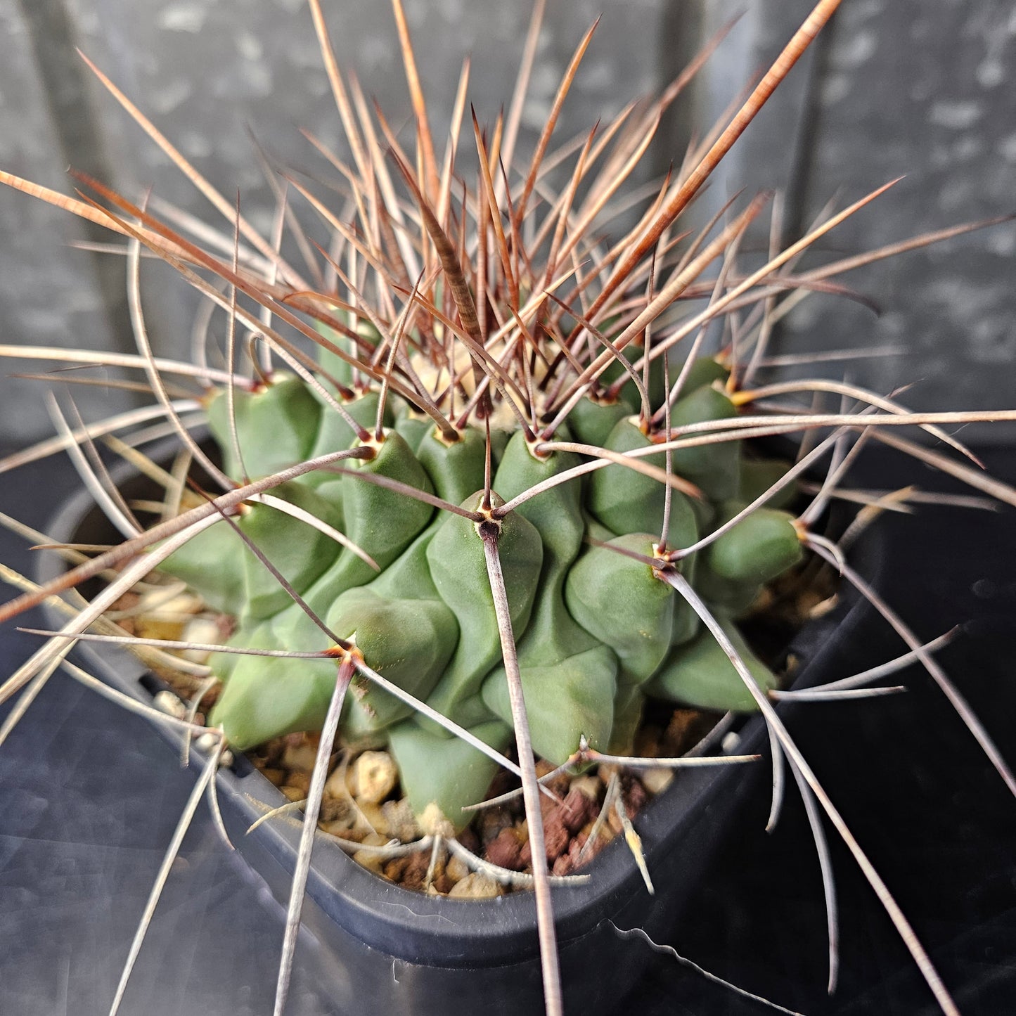 Thelocactus lophothele