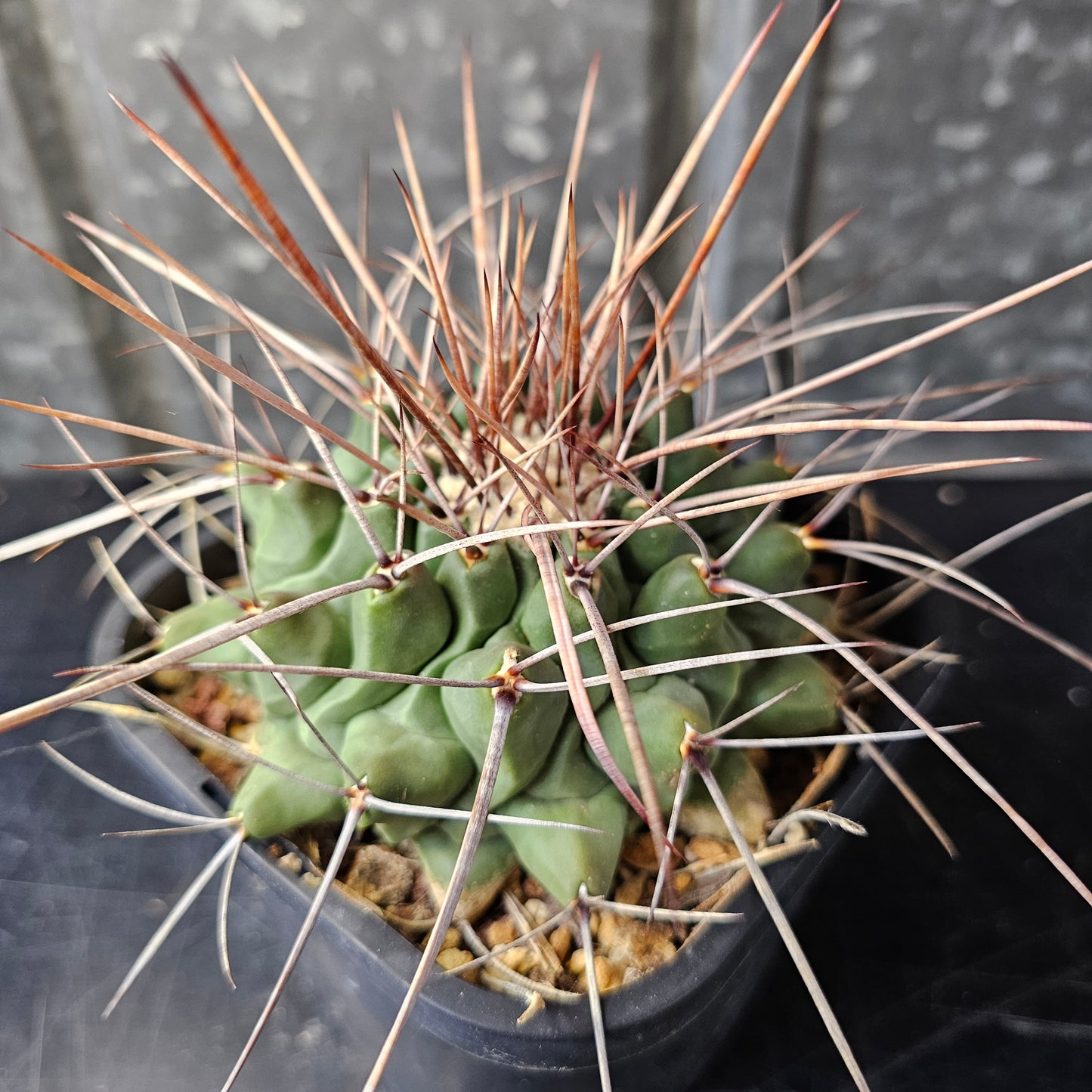 Thelocactus lophothele