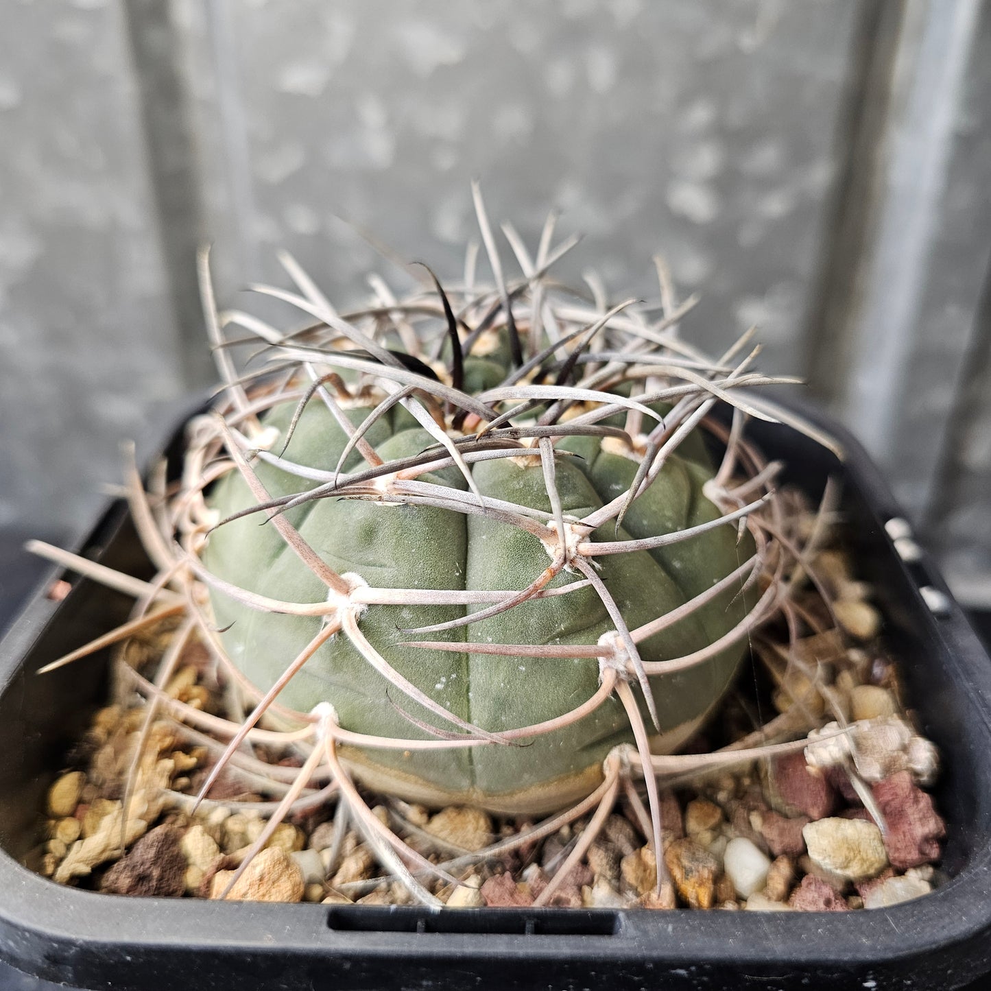 Gymnocalycium cardenasianum