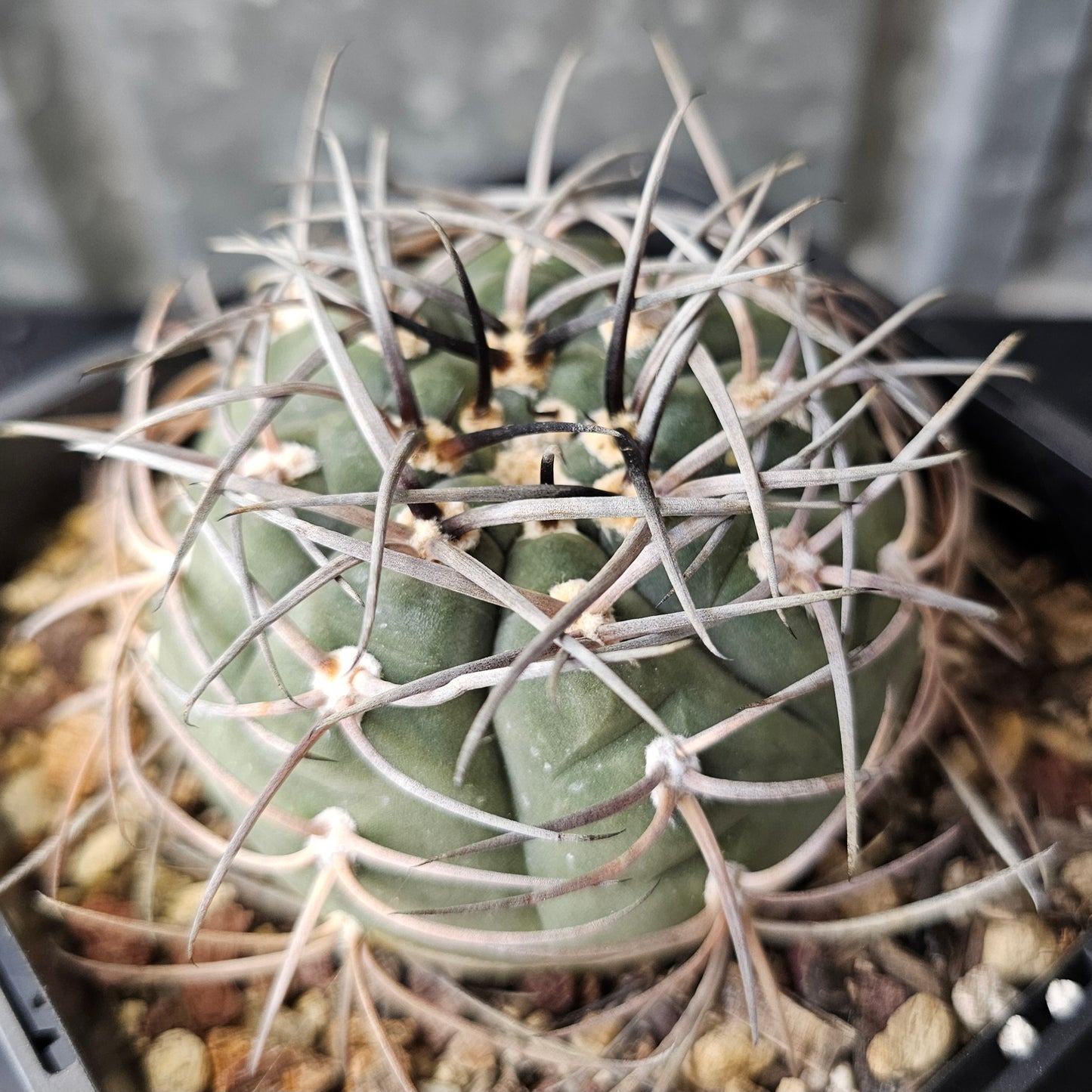 Gymnocalycium cardenasianum