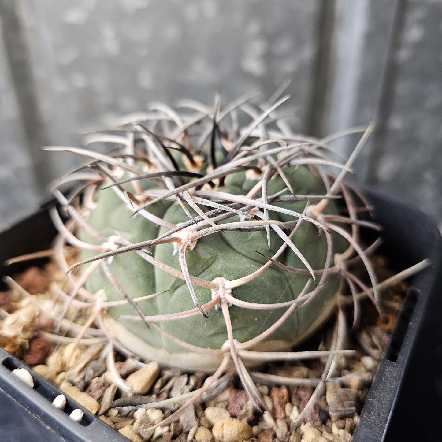 Gymnocalycium cardenasianum