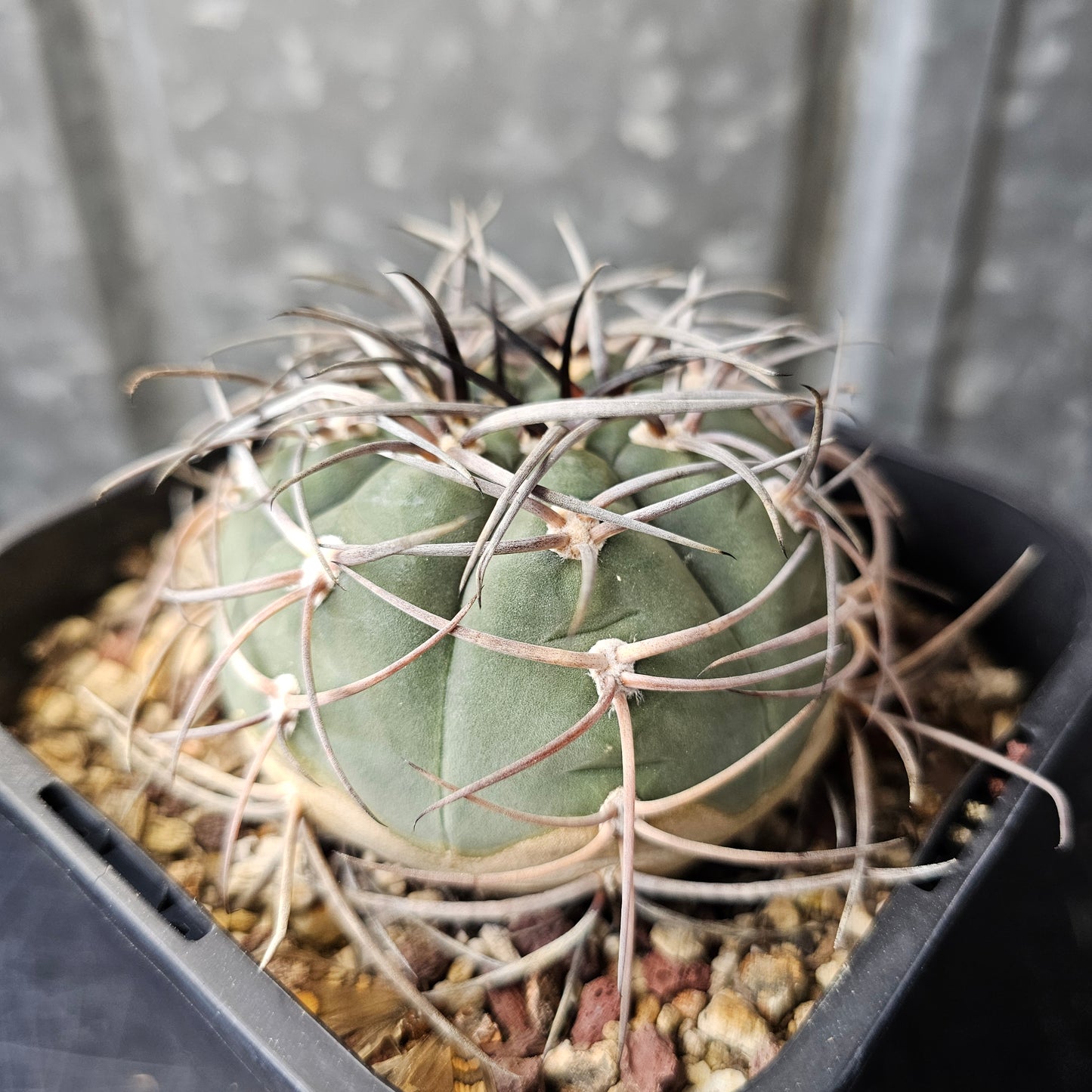 Gymnocalycium cardenasianum
