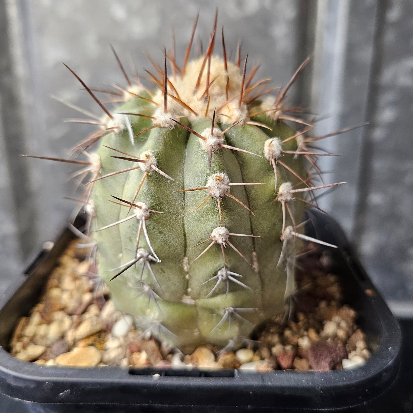 Copiapoa lembckei