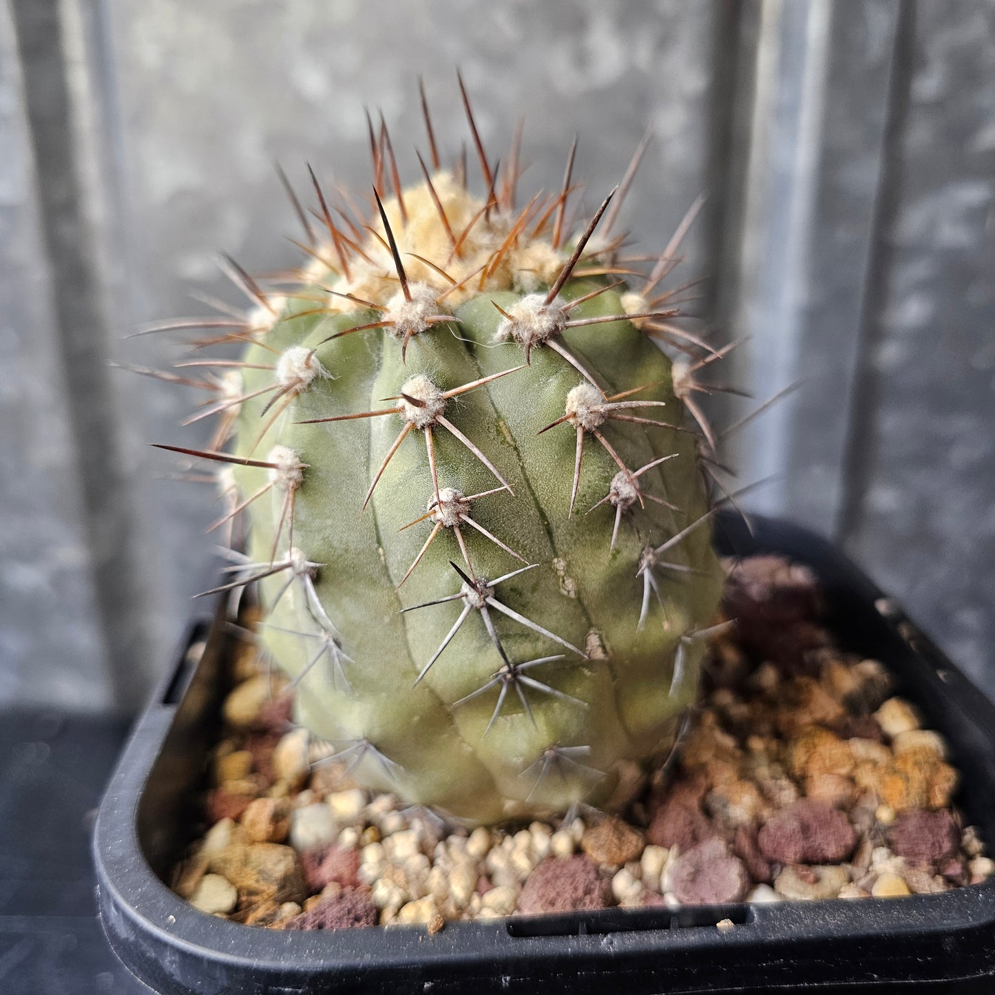 Copiapoa lembckei
