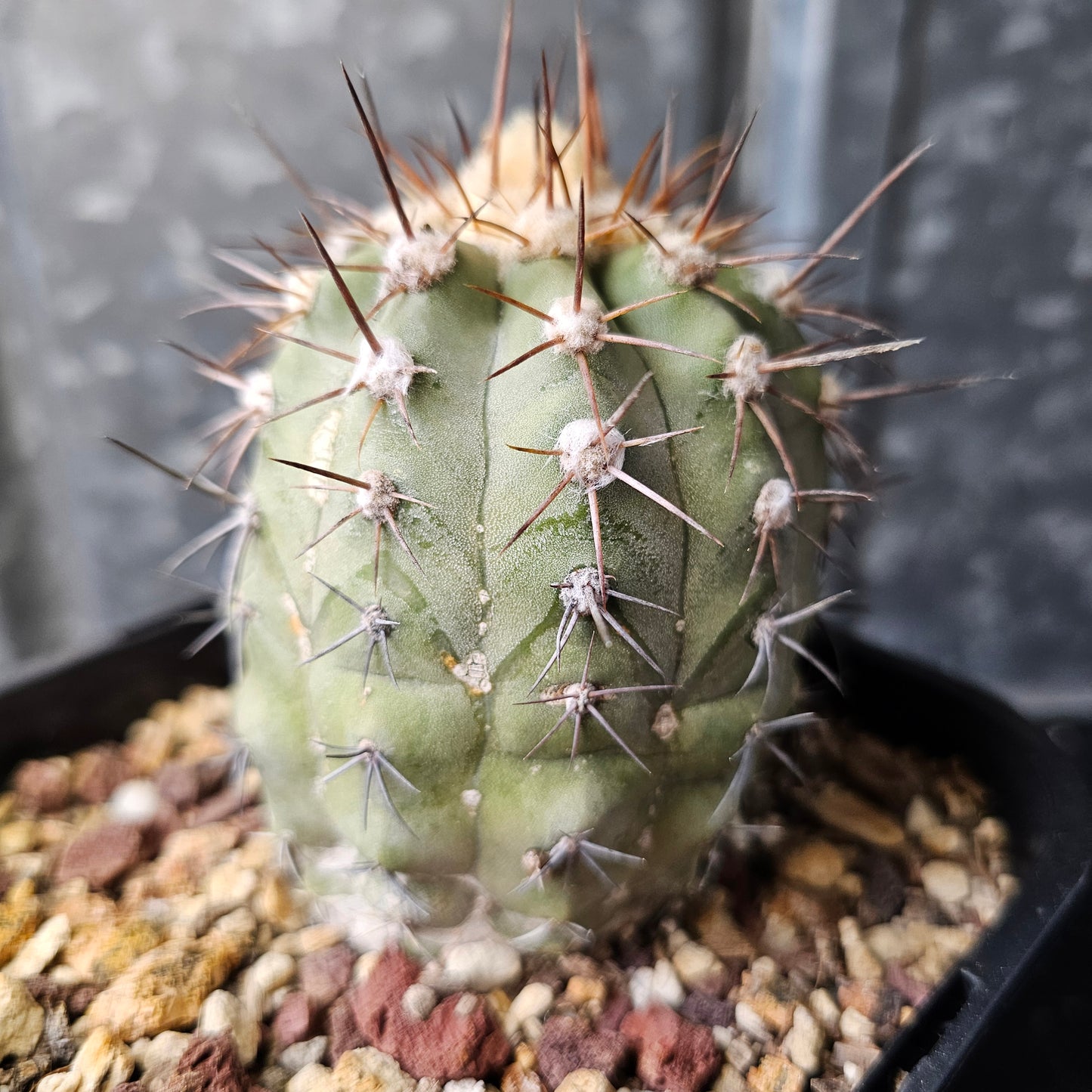 Copiapoa lembckei