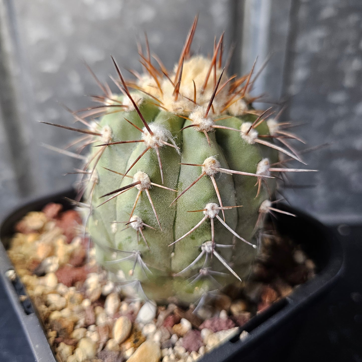 Copiapoa lembckei