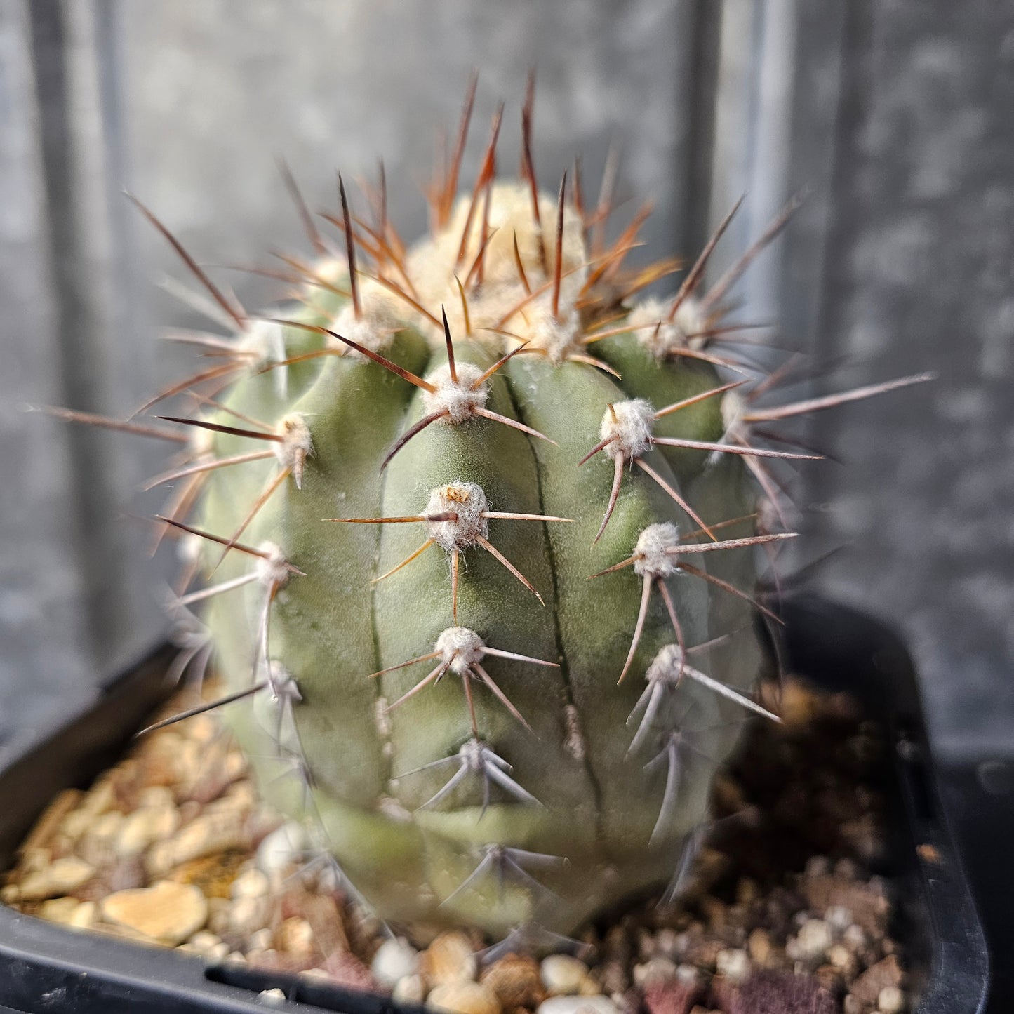 Copiapoa lembckei