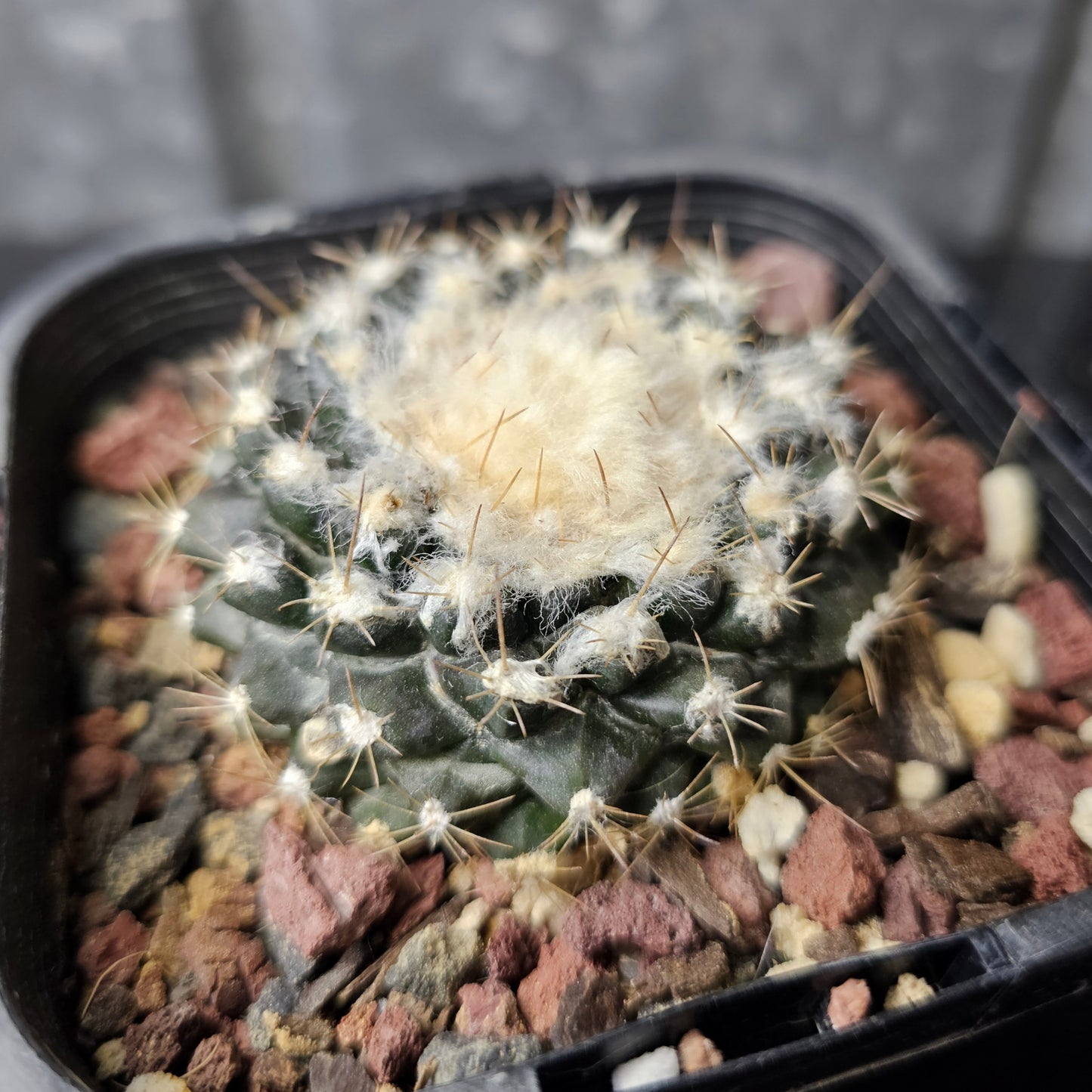 Copiapoa tenuissima