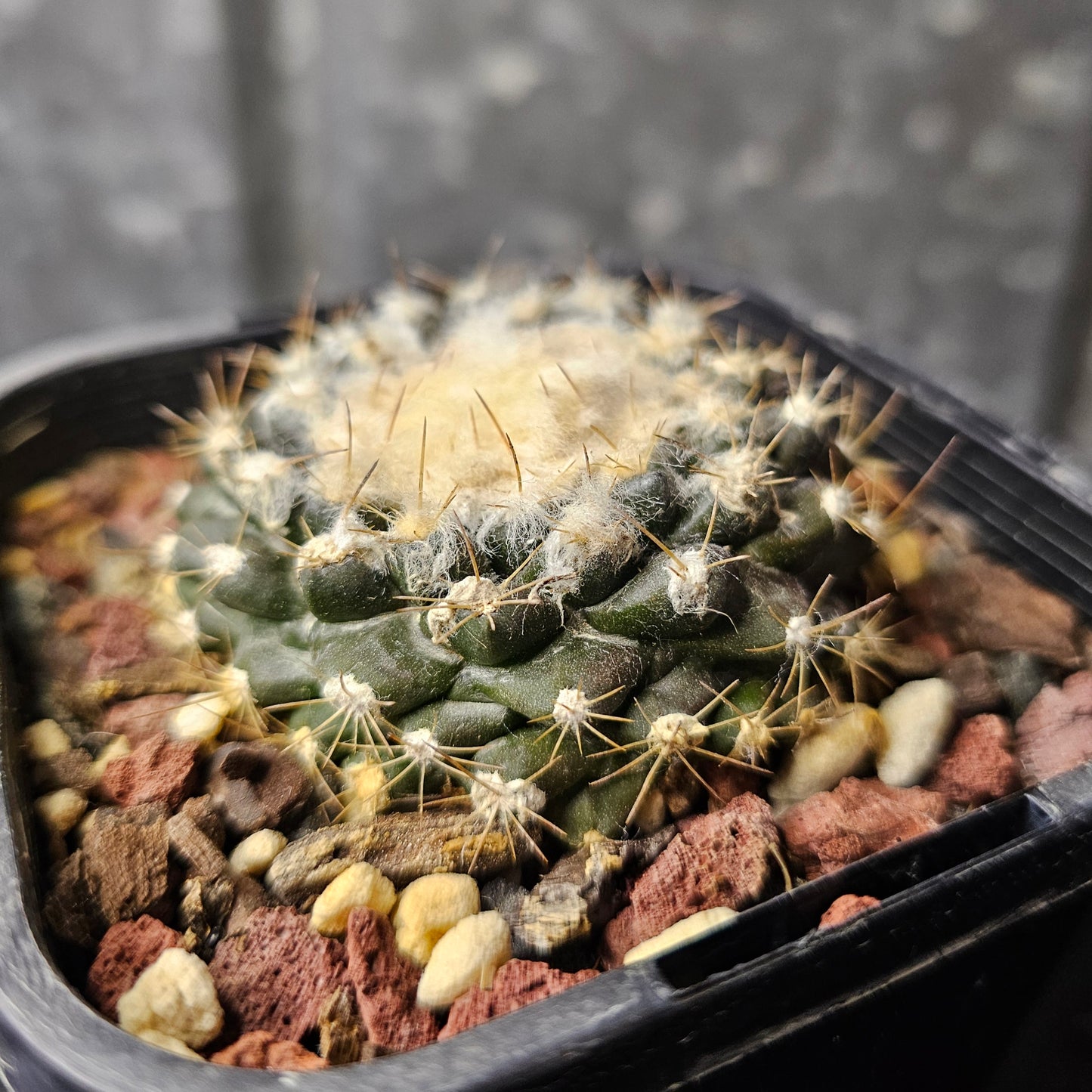 Copiapoa tenuissima