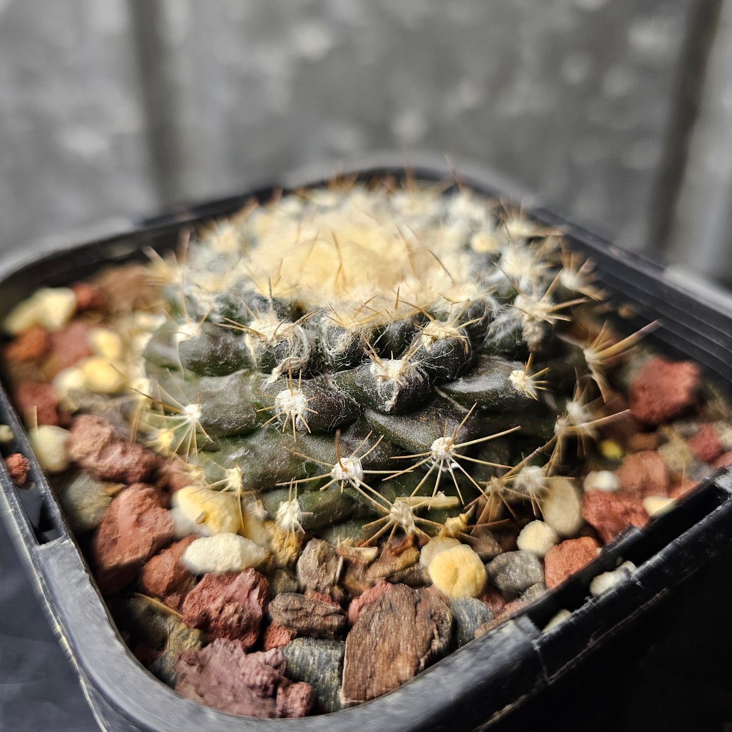 Copiapoa tenuissima