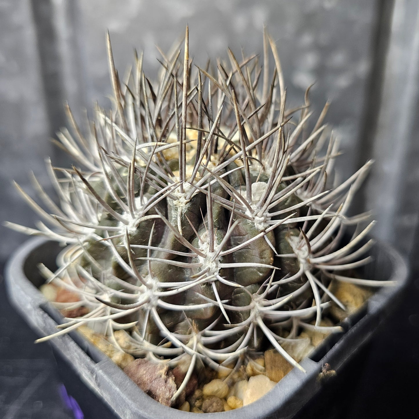 Eriosyce sp.