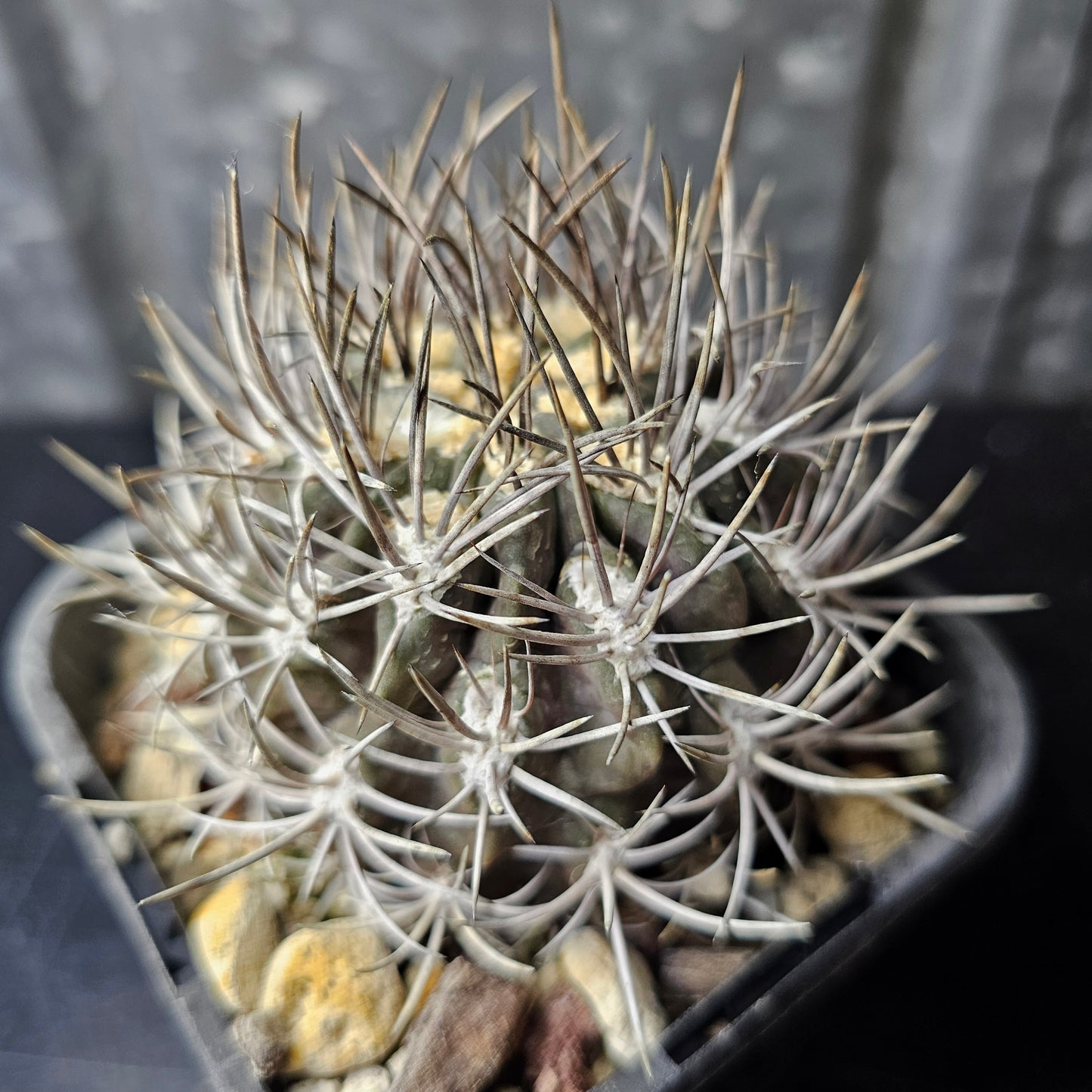 Eriosyce sp.