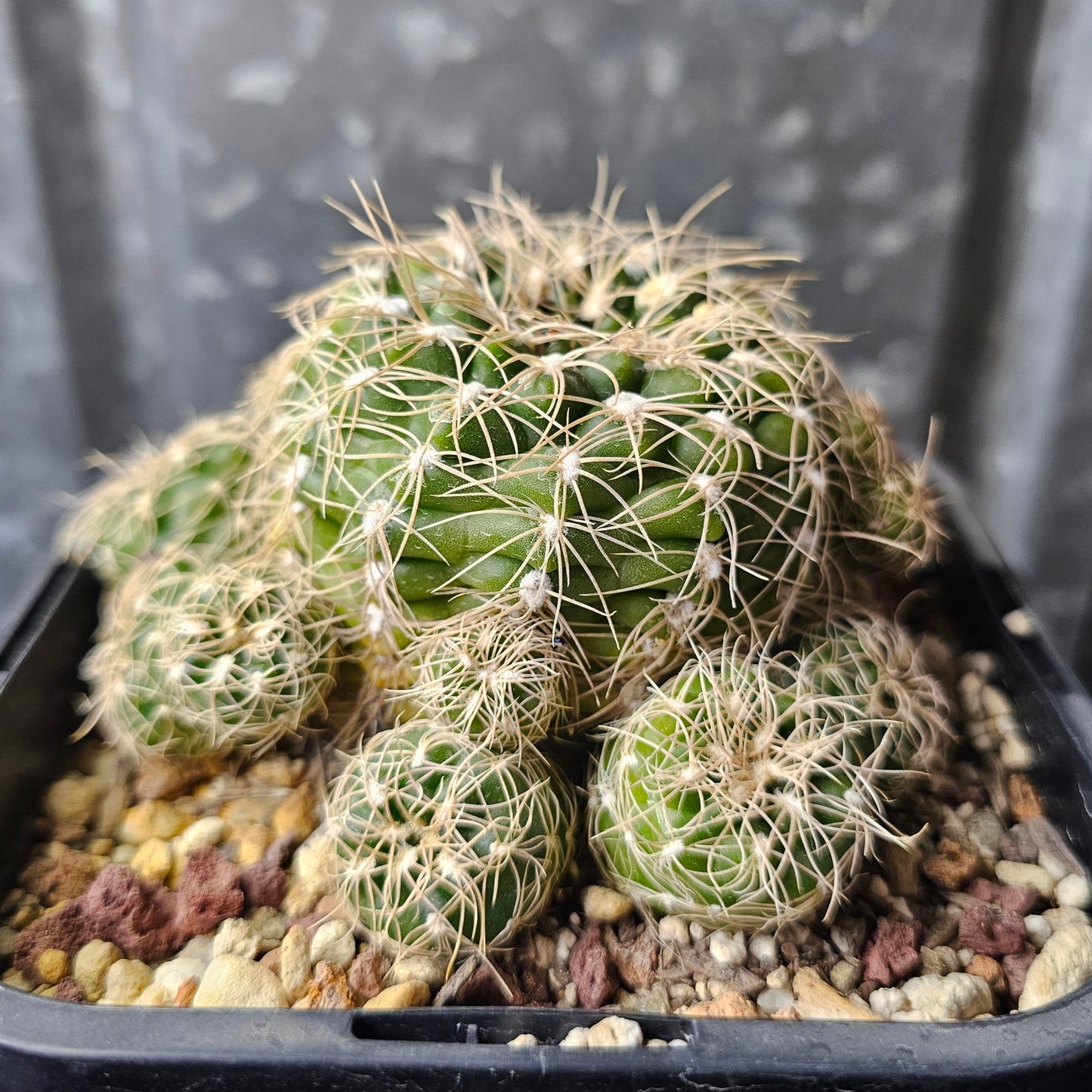 Gymnocalycium calochlorum