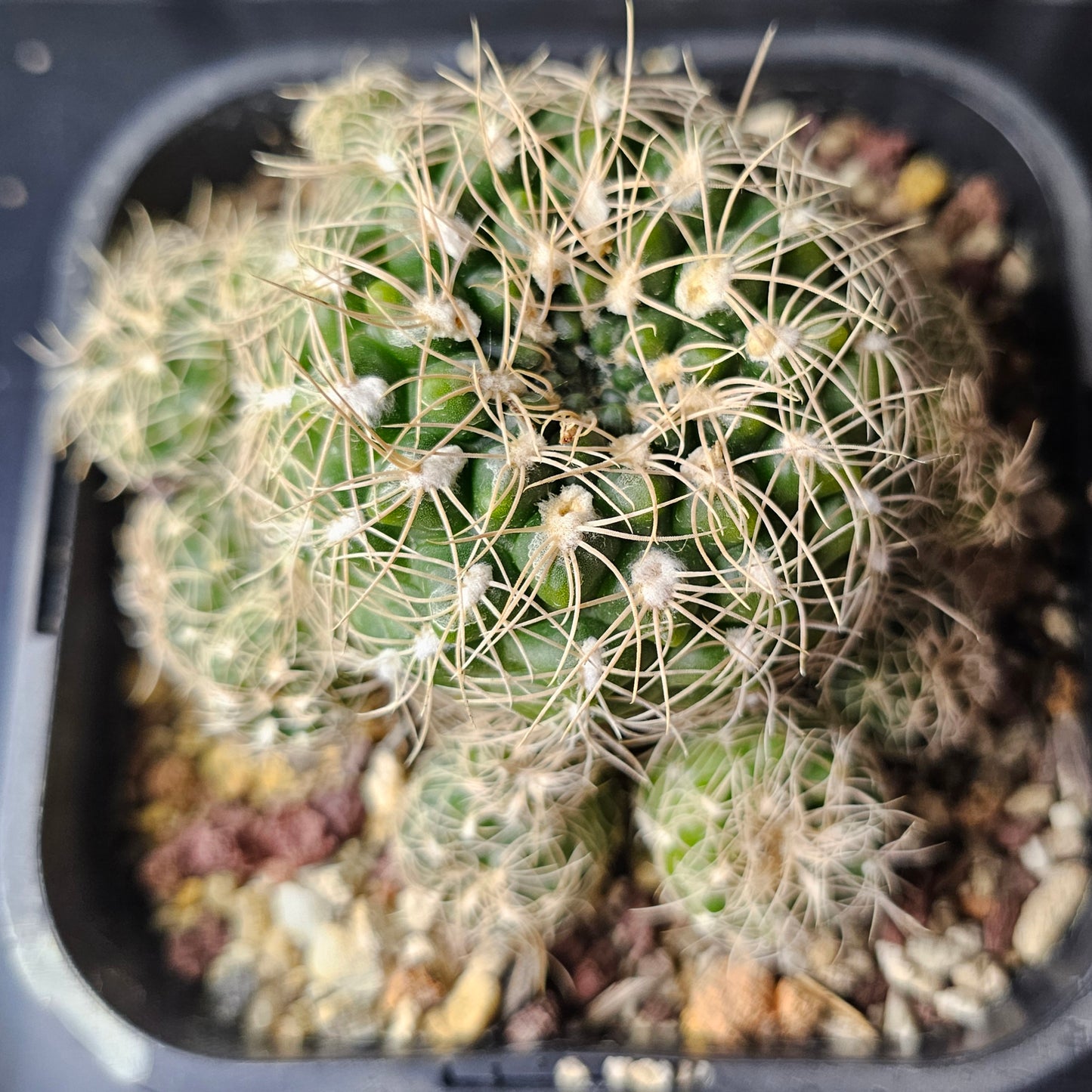 Gymnocalycium calochlorum