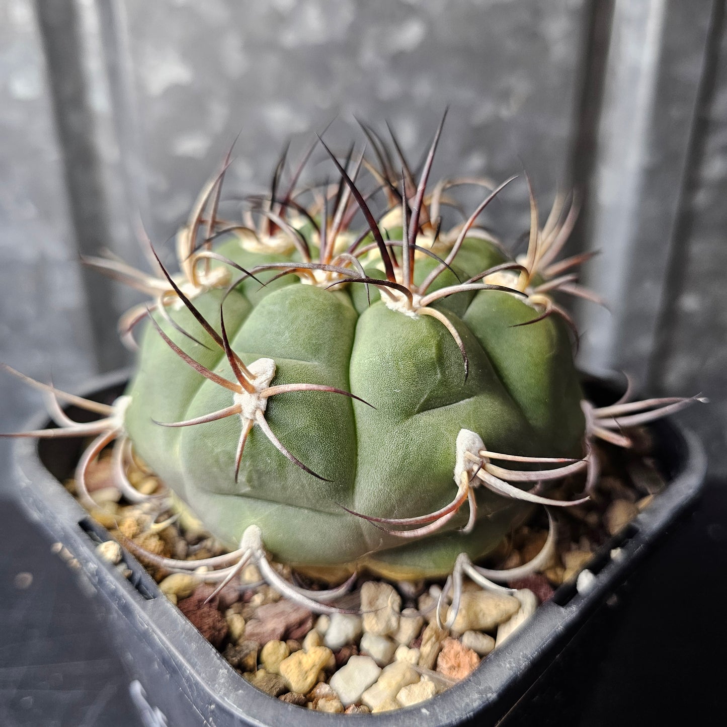 Gymnocalycium famatima