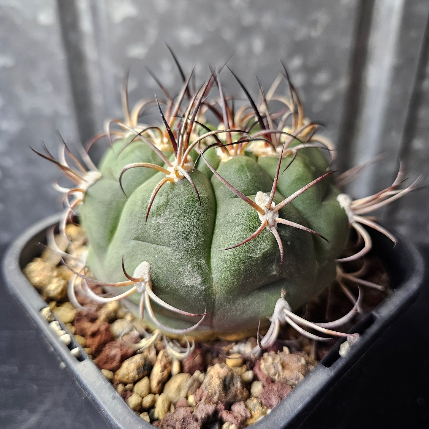Gymnocalycium famatima