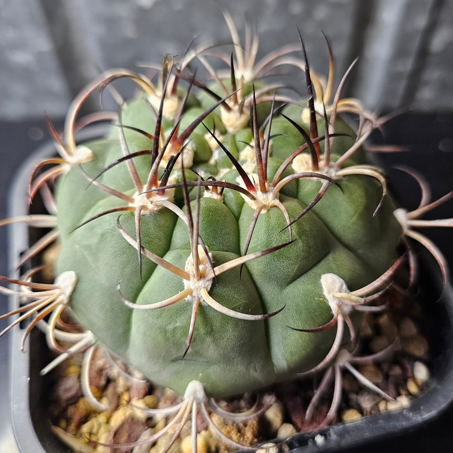 Gymnocalycium famatima