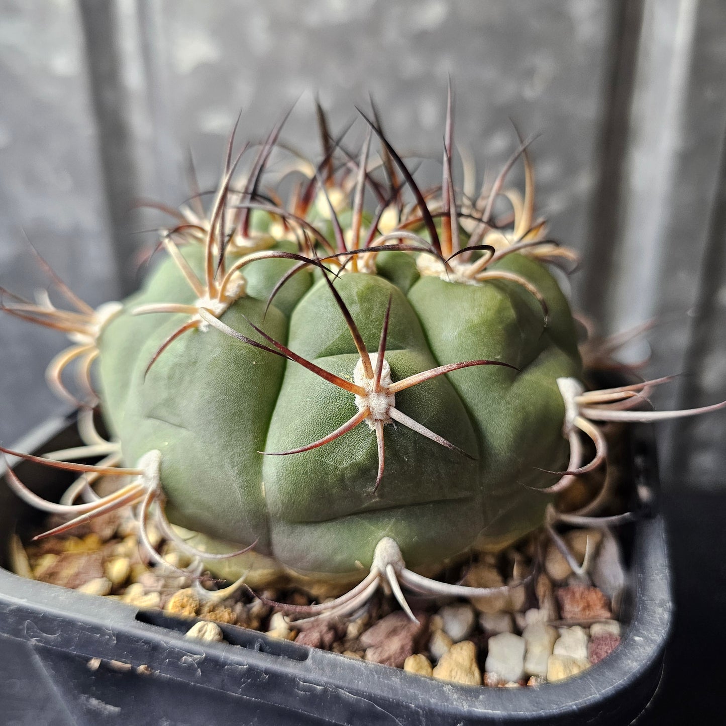 Gymnocalycium famatima