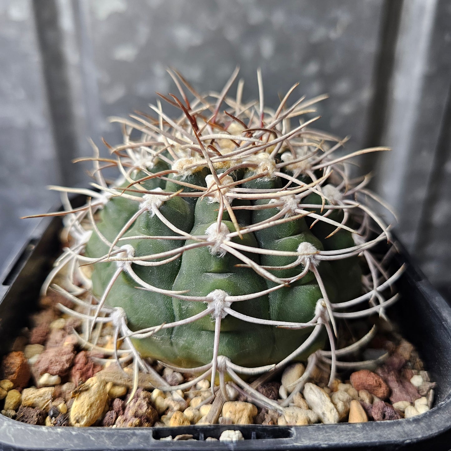 Gymnocalycium nigriareolatum