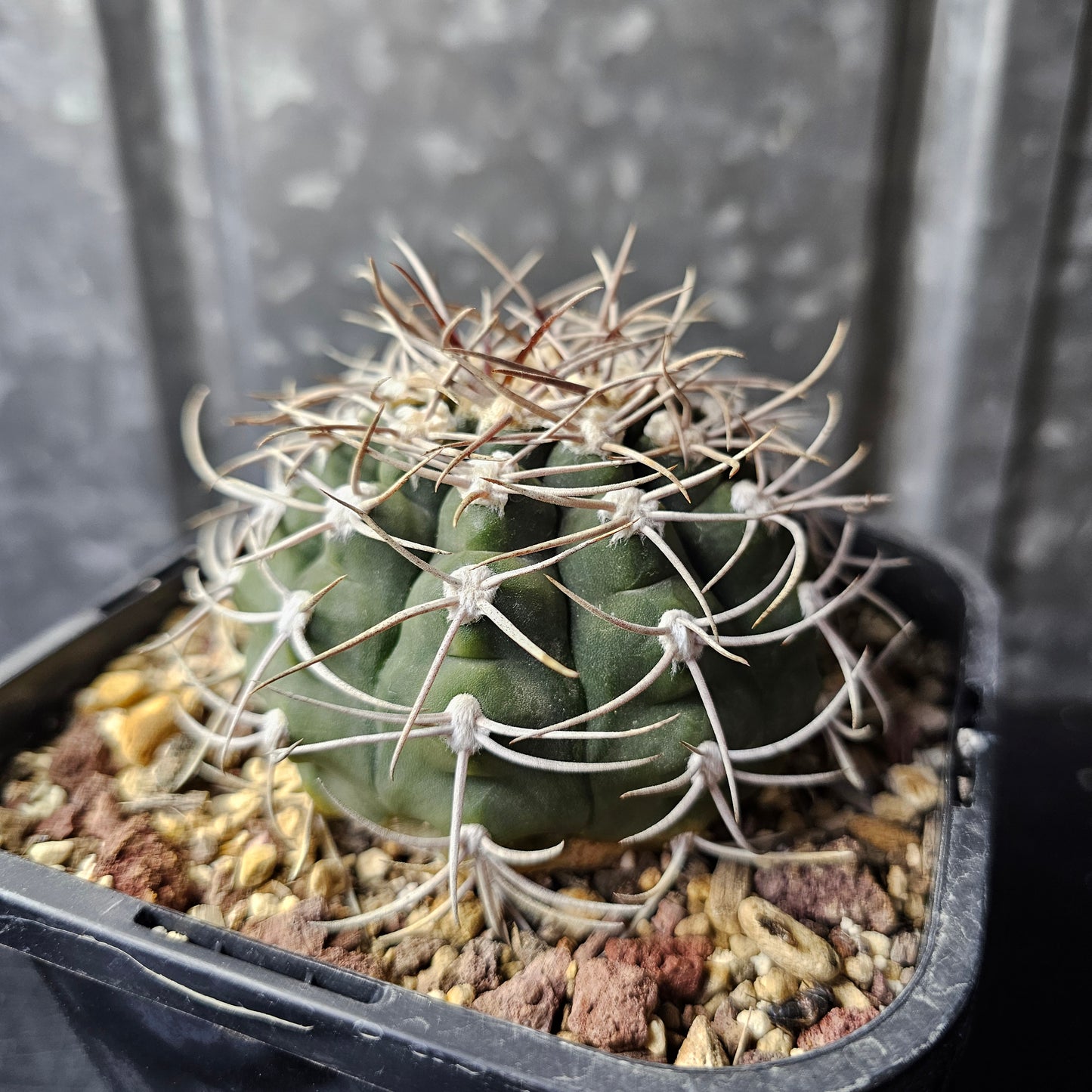 Gymnocalycium nigriareolatum
