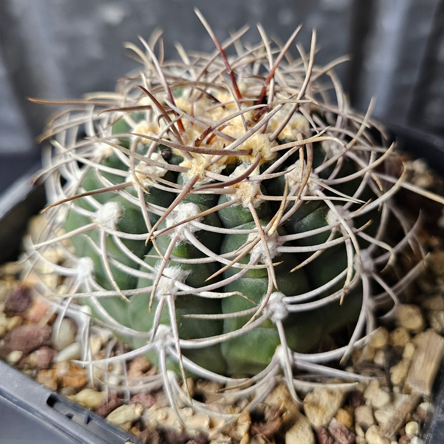 Gymnocalycium nigriareolatum