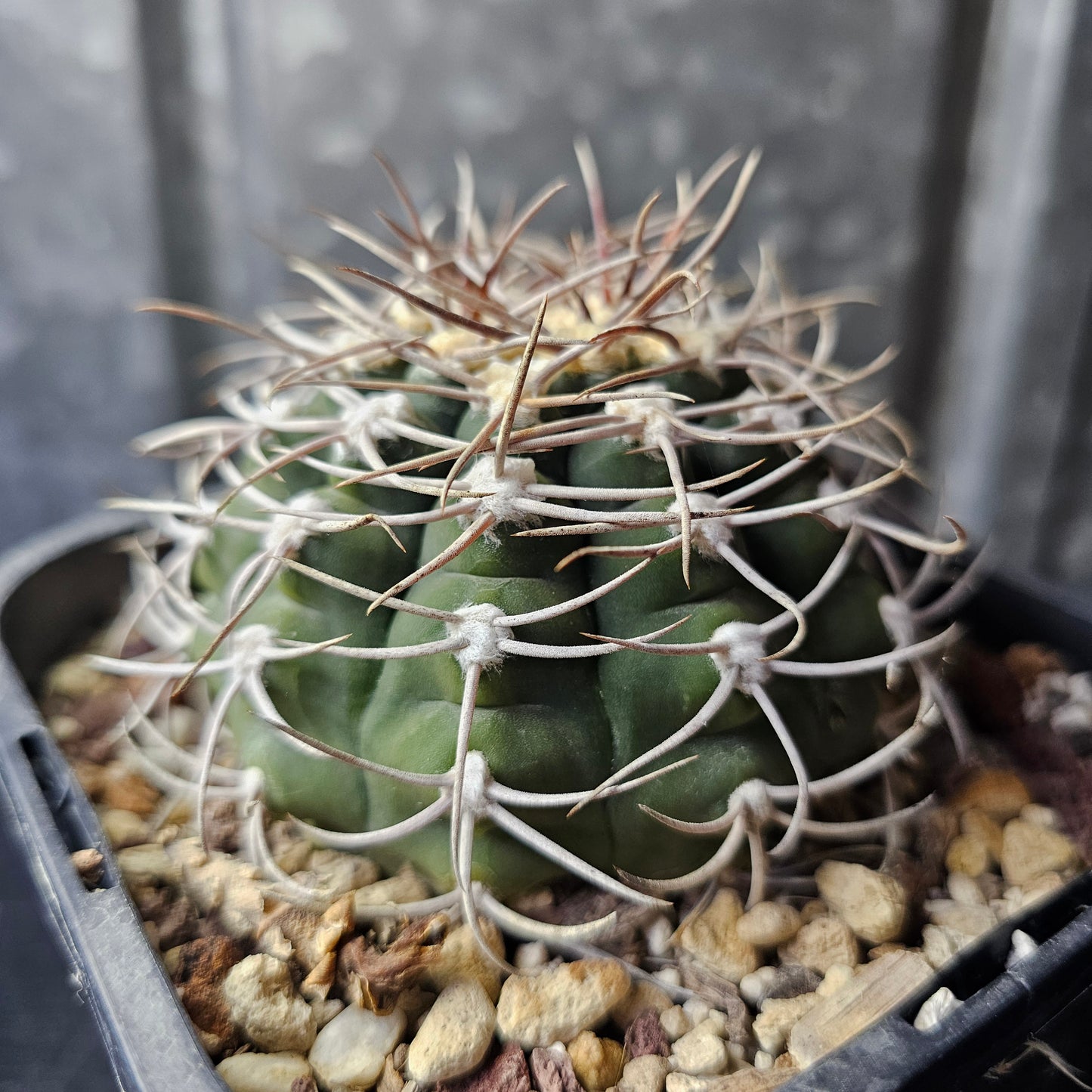 Gymnocalycium nigriareolatum