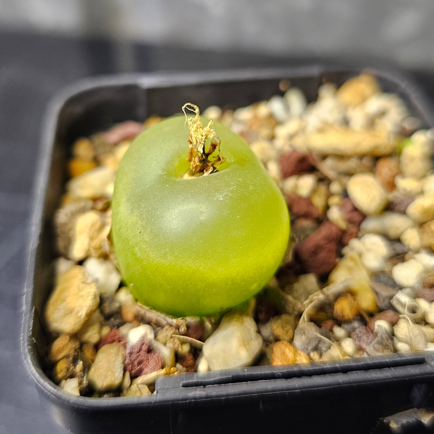 Conophytum maughanii