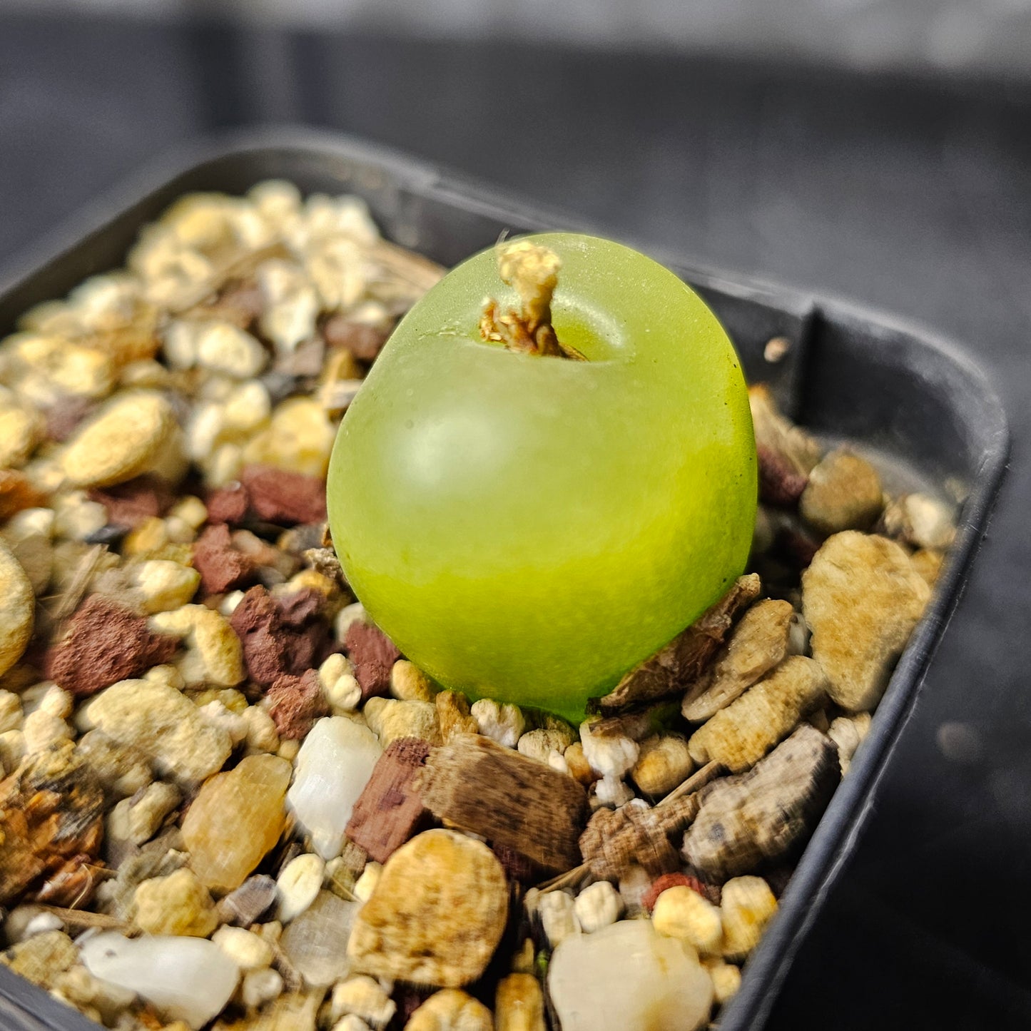 Conophytum maughanii