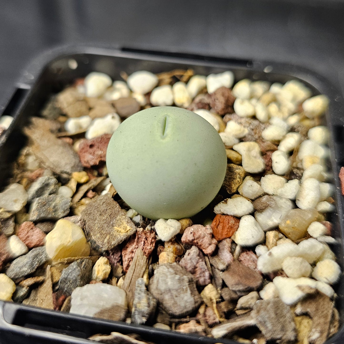 Conophytum calculus