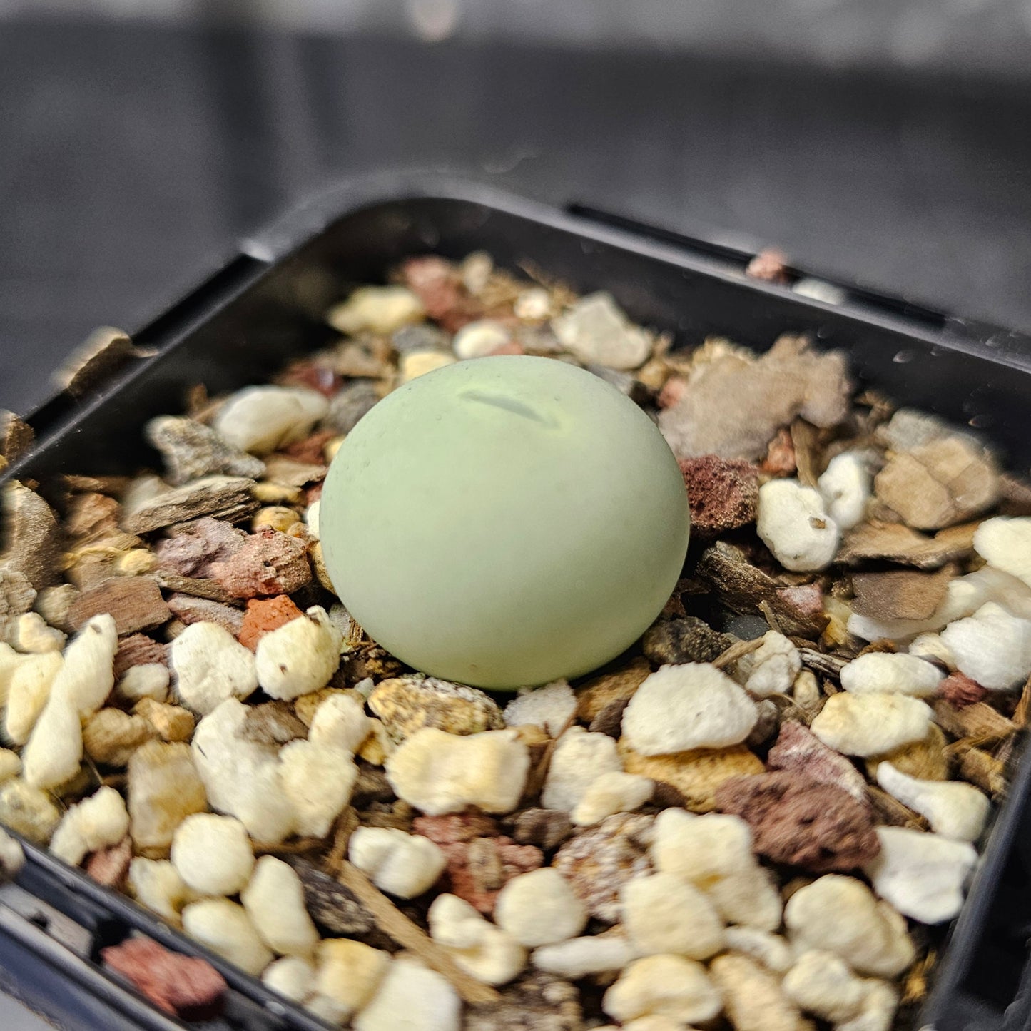Conophytum calculus